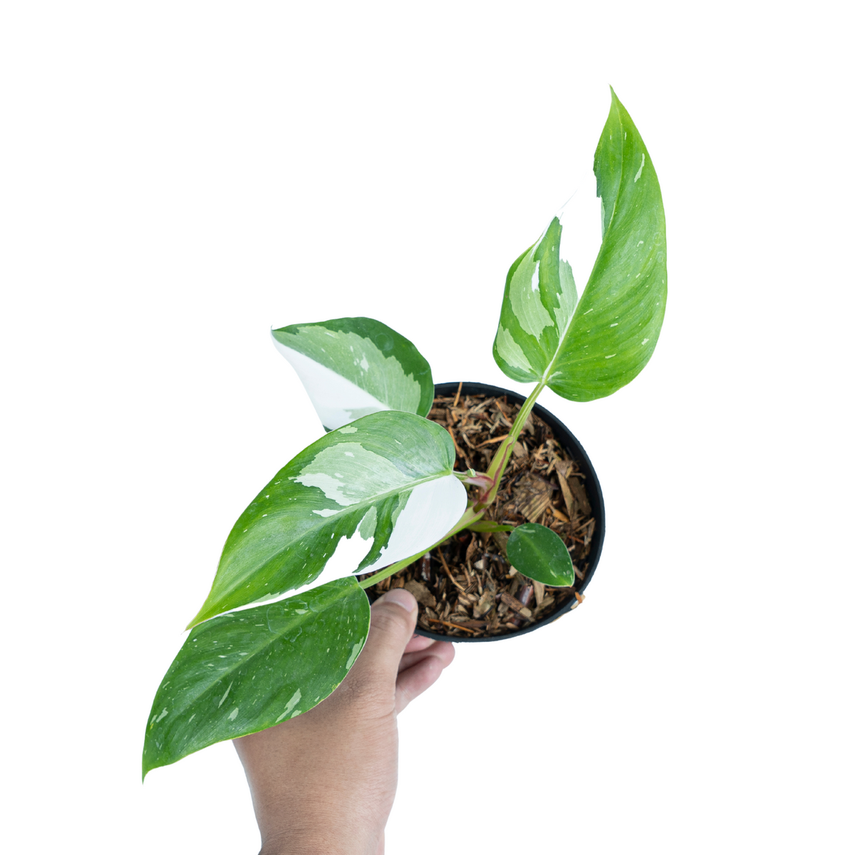 VARIEGATED PHILODENDRON PACKAGE