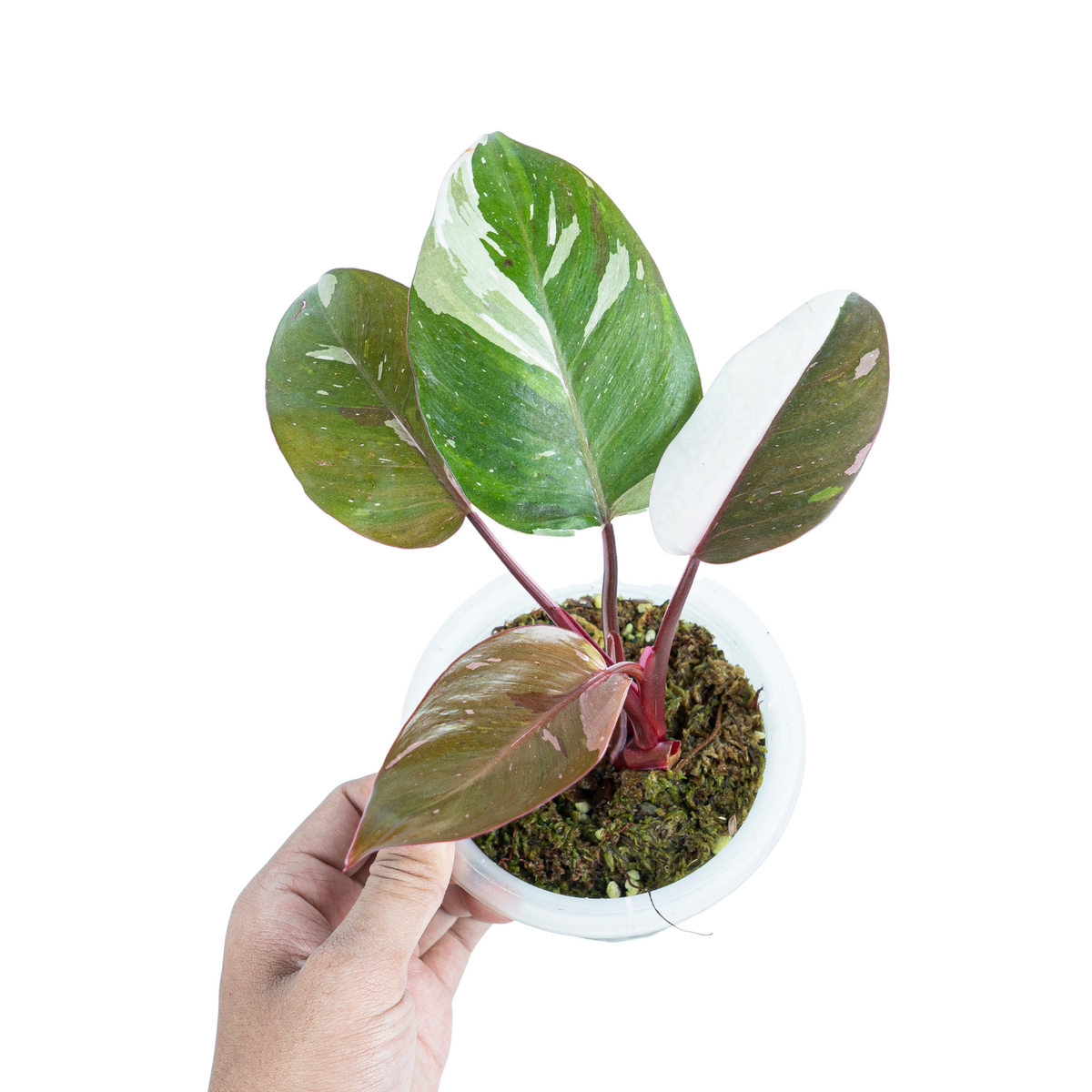 VARIEGATED PHILODENDRON PACKAGE