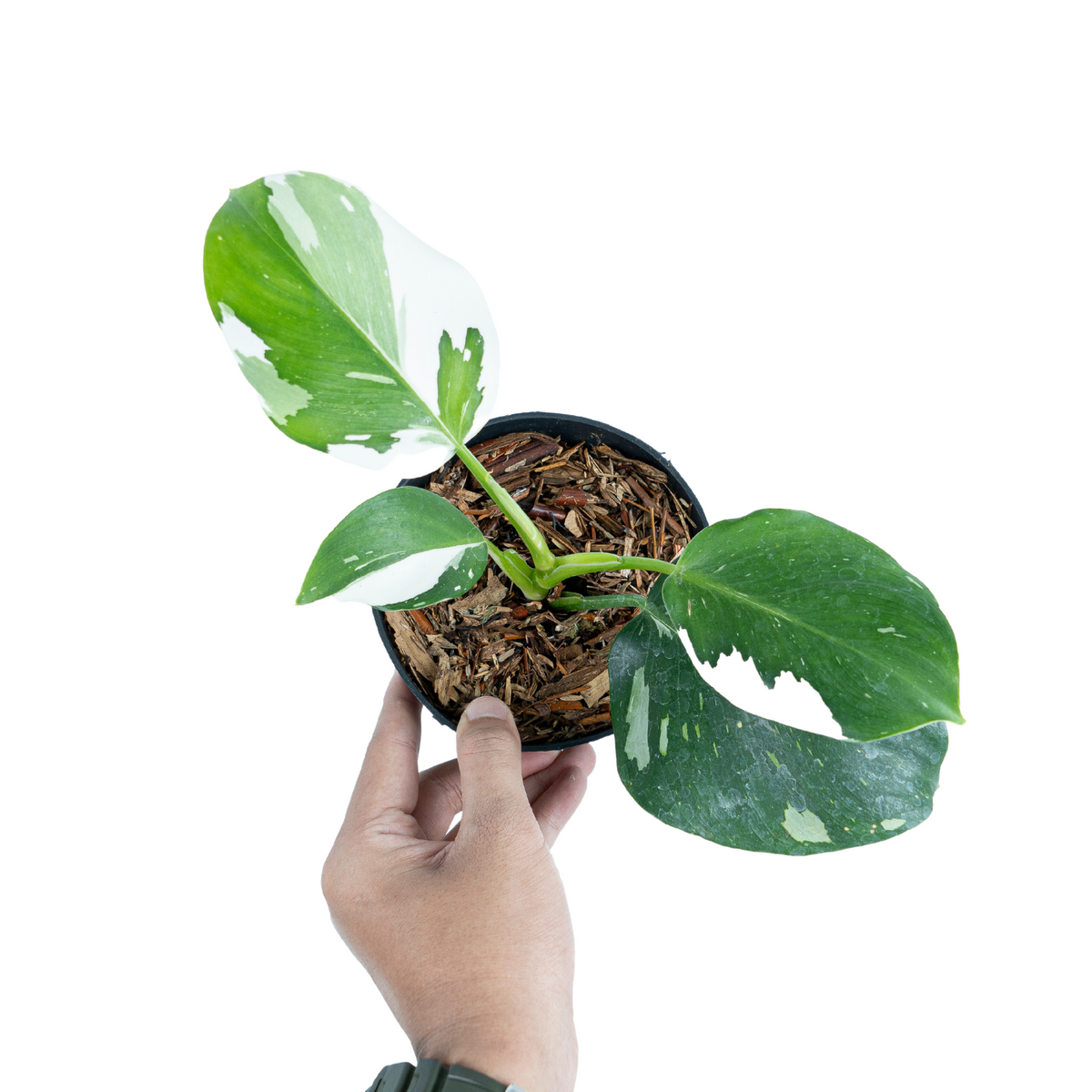 VARIEGATED PHILODENDRON PACKAGE
