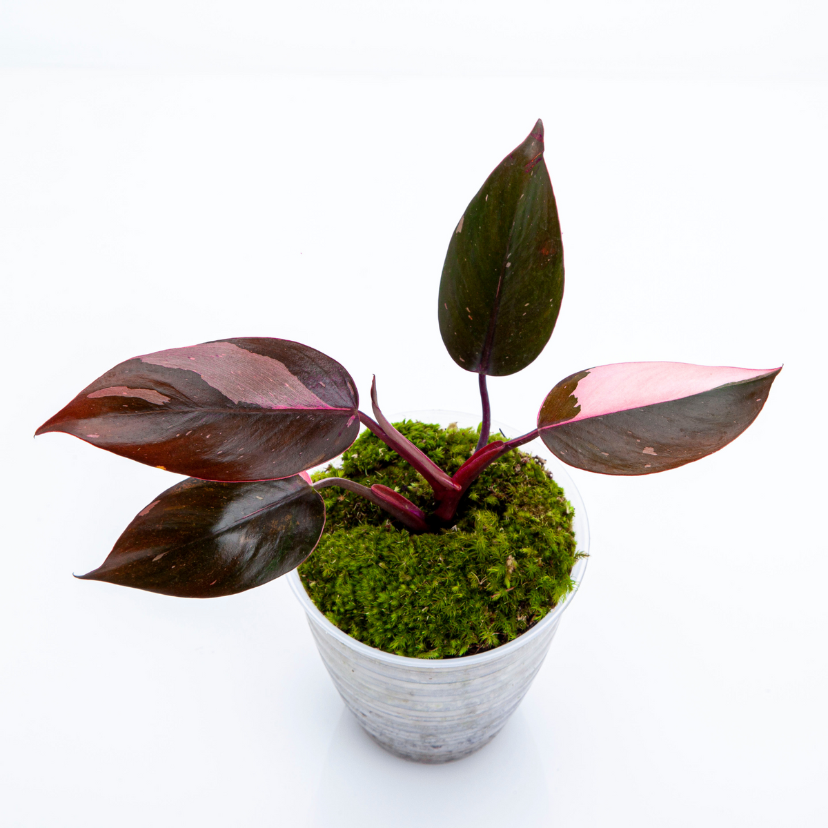 VARIEGATED PHILODENDRON PACKAGE