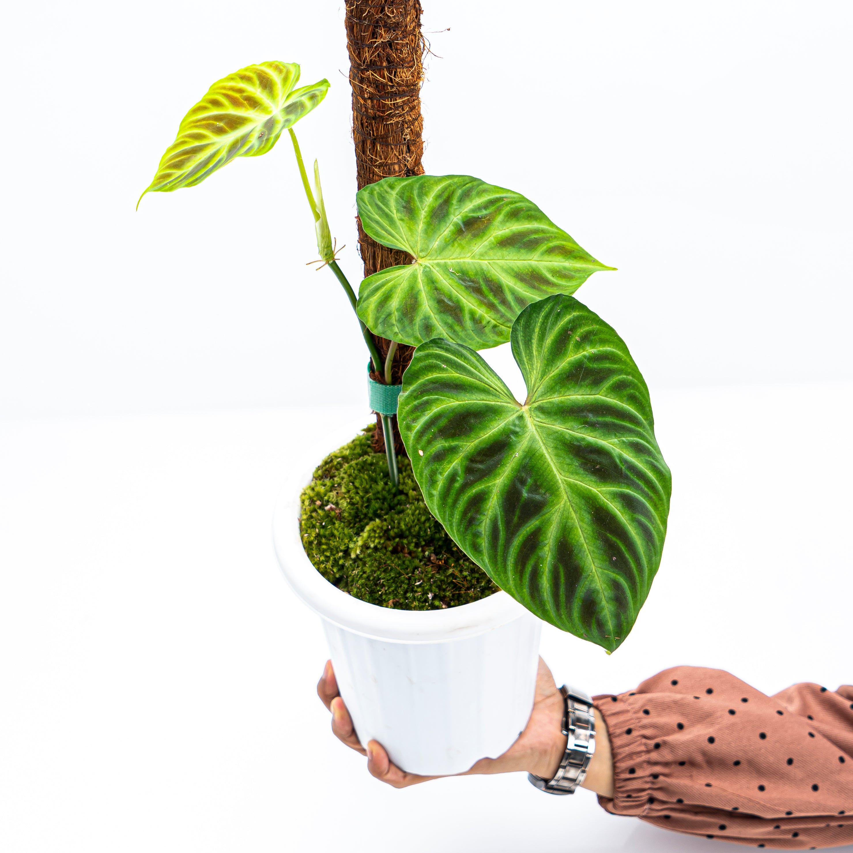 Philodendron Verrucosum