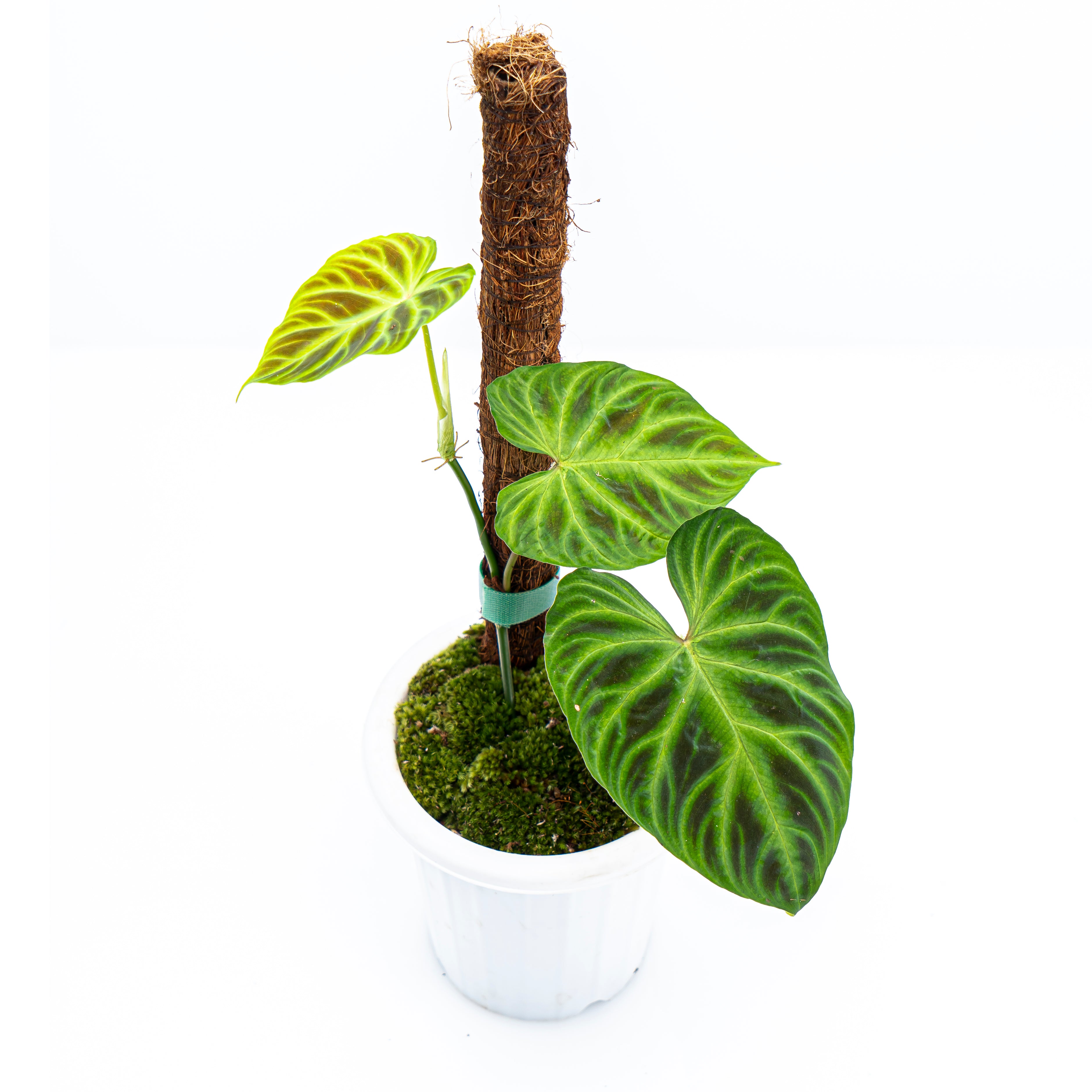 Philodendron Verrucosum