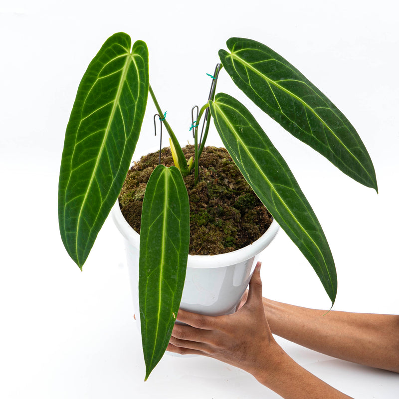 Anthurium Warocqueanum - Mature size