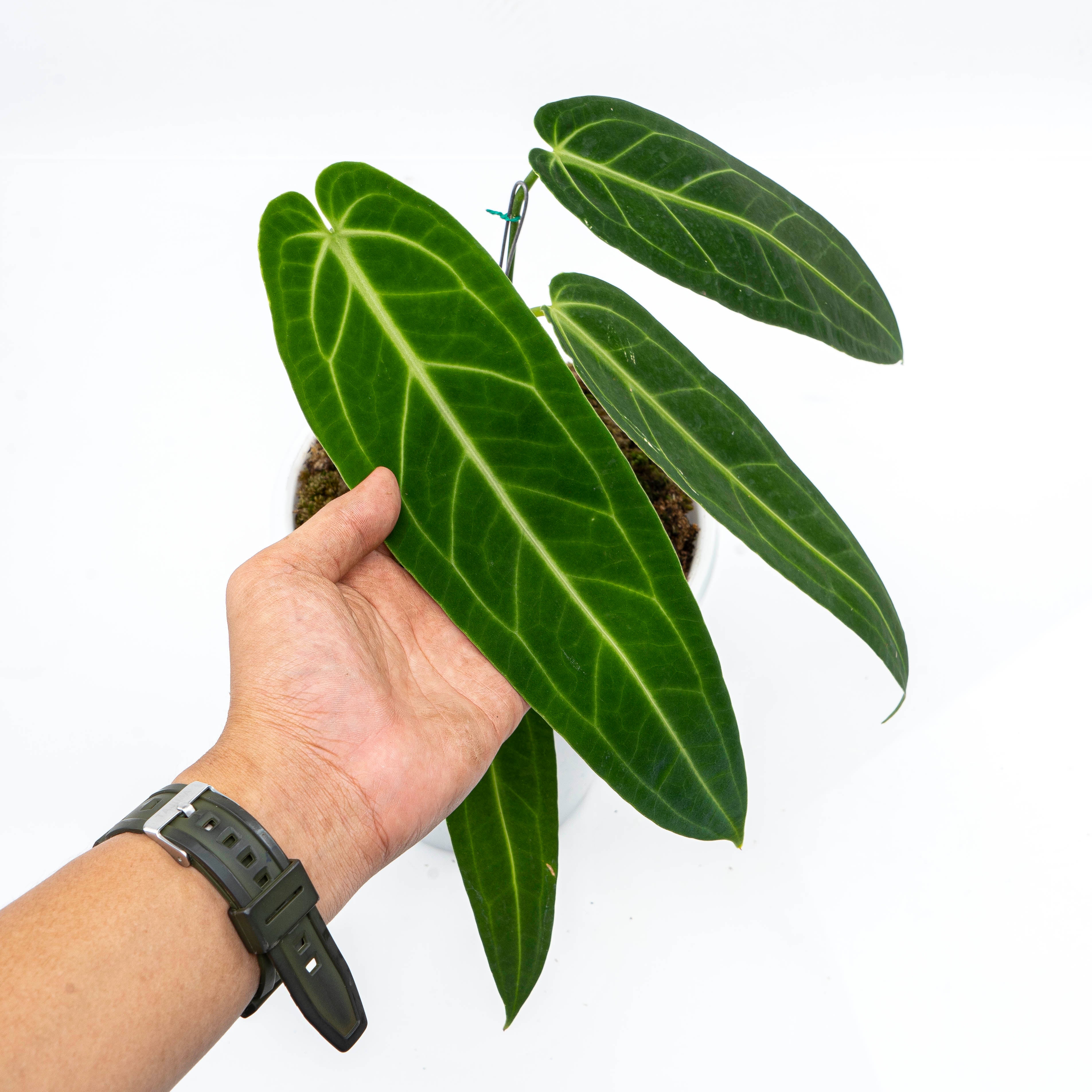 Anthurium Warocqueanum - Mature size