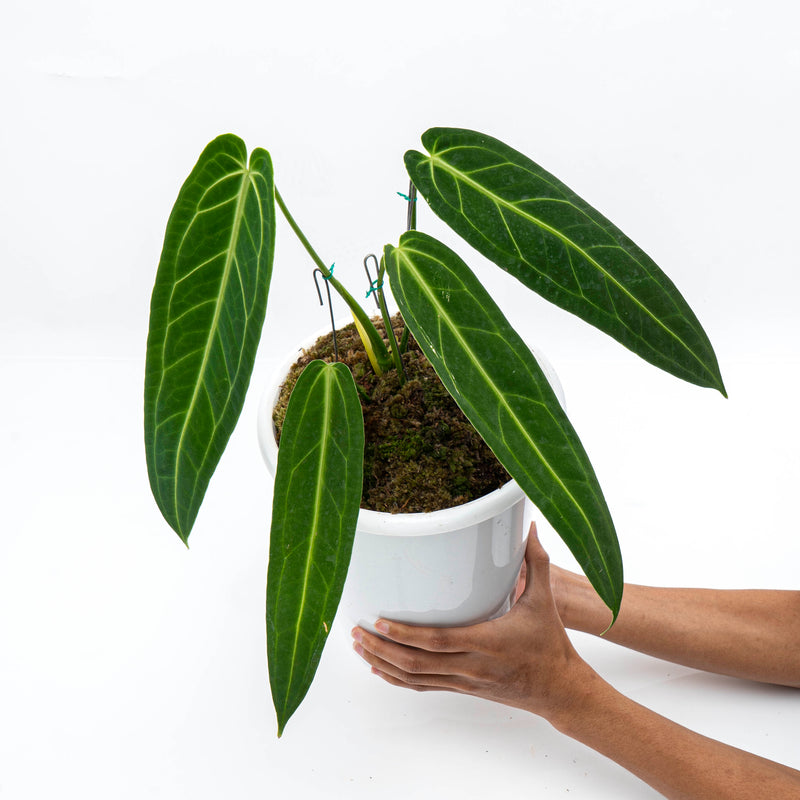 Anthurium Warocqueanum - Mature size