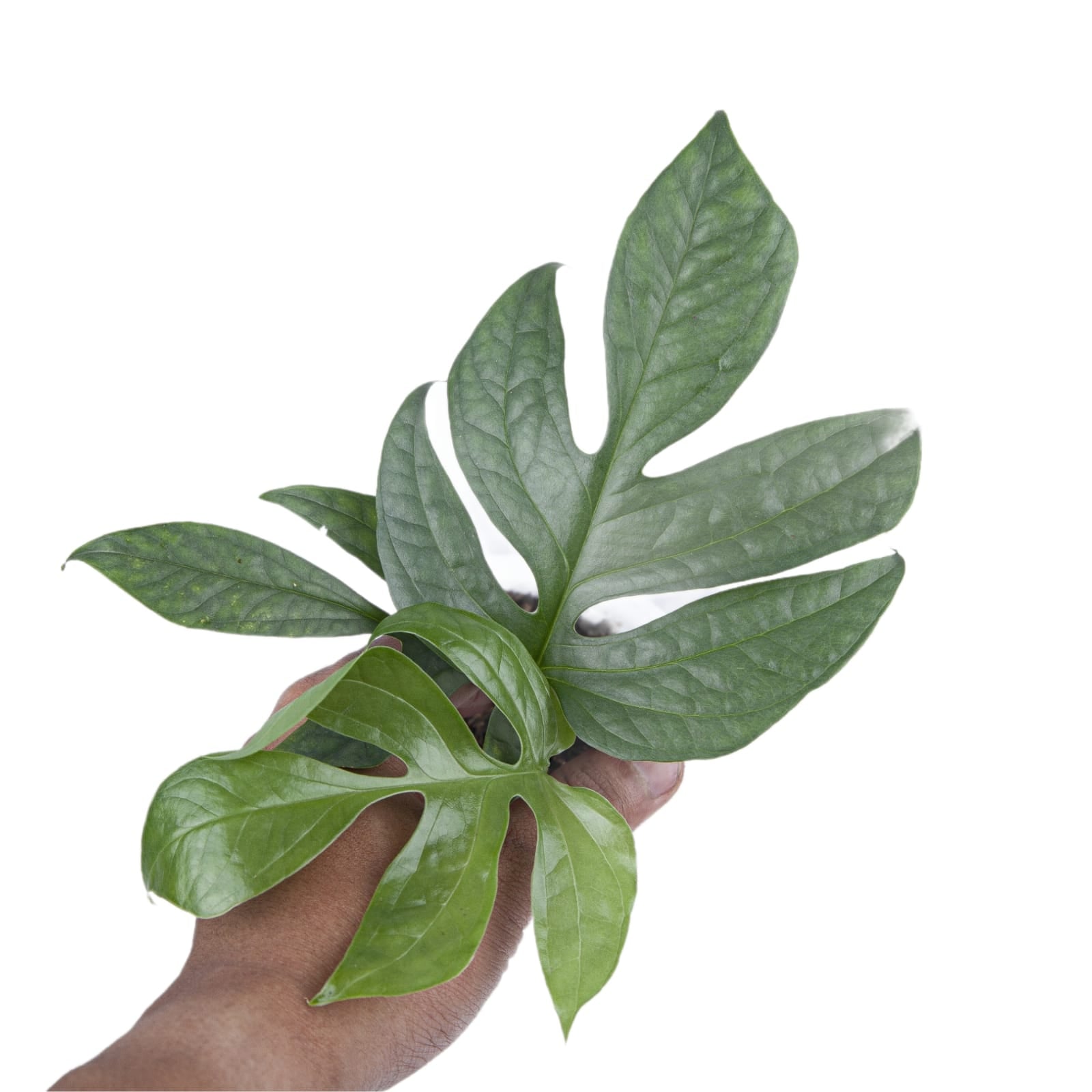 Amydrium Silver