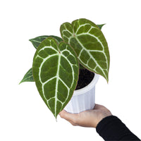 Anthurium Crystallinum Red Stem