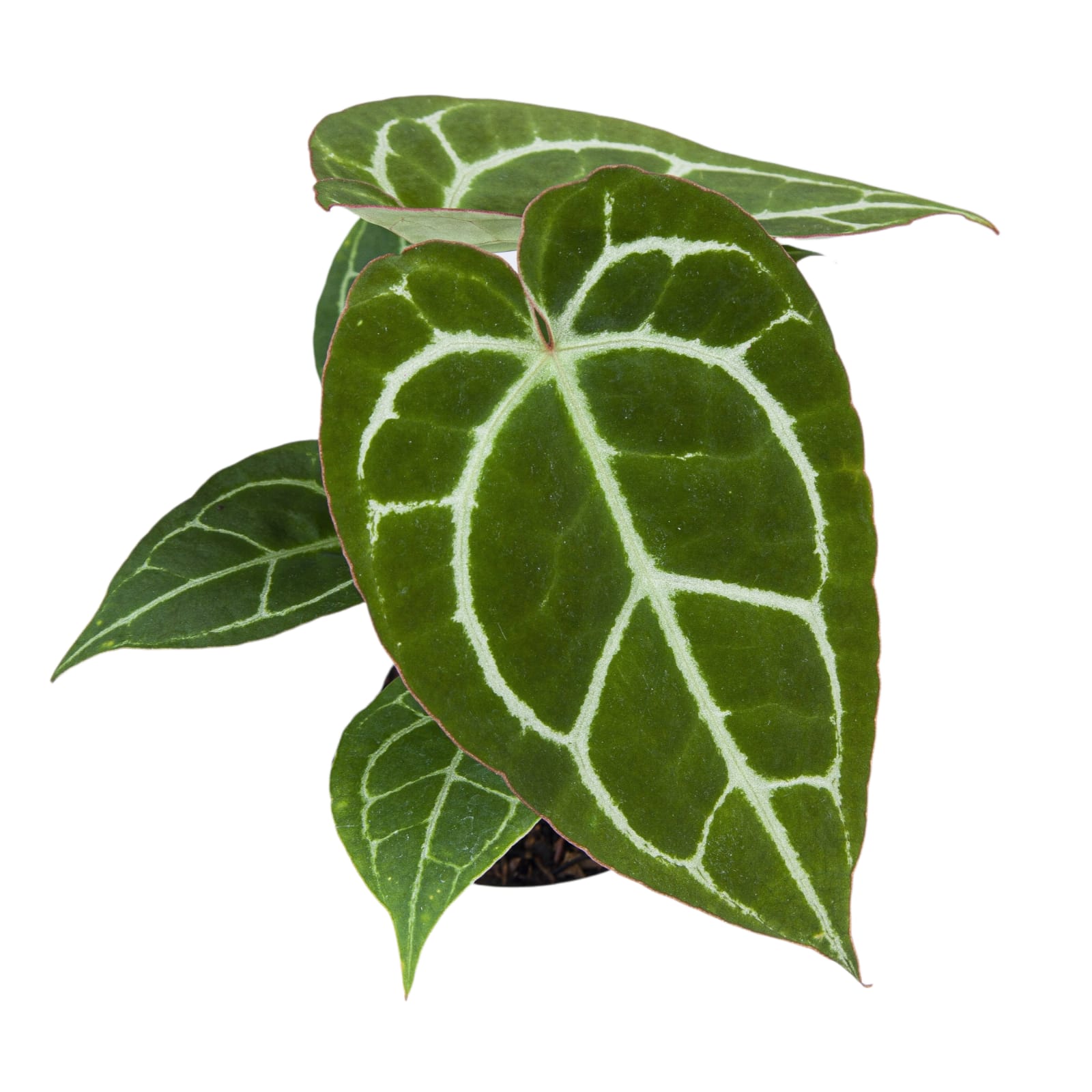 Anthurium Chrystalinum Red Stem