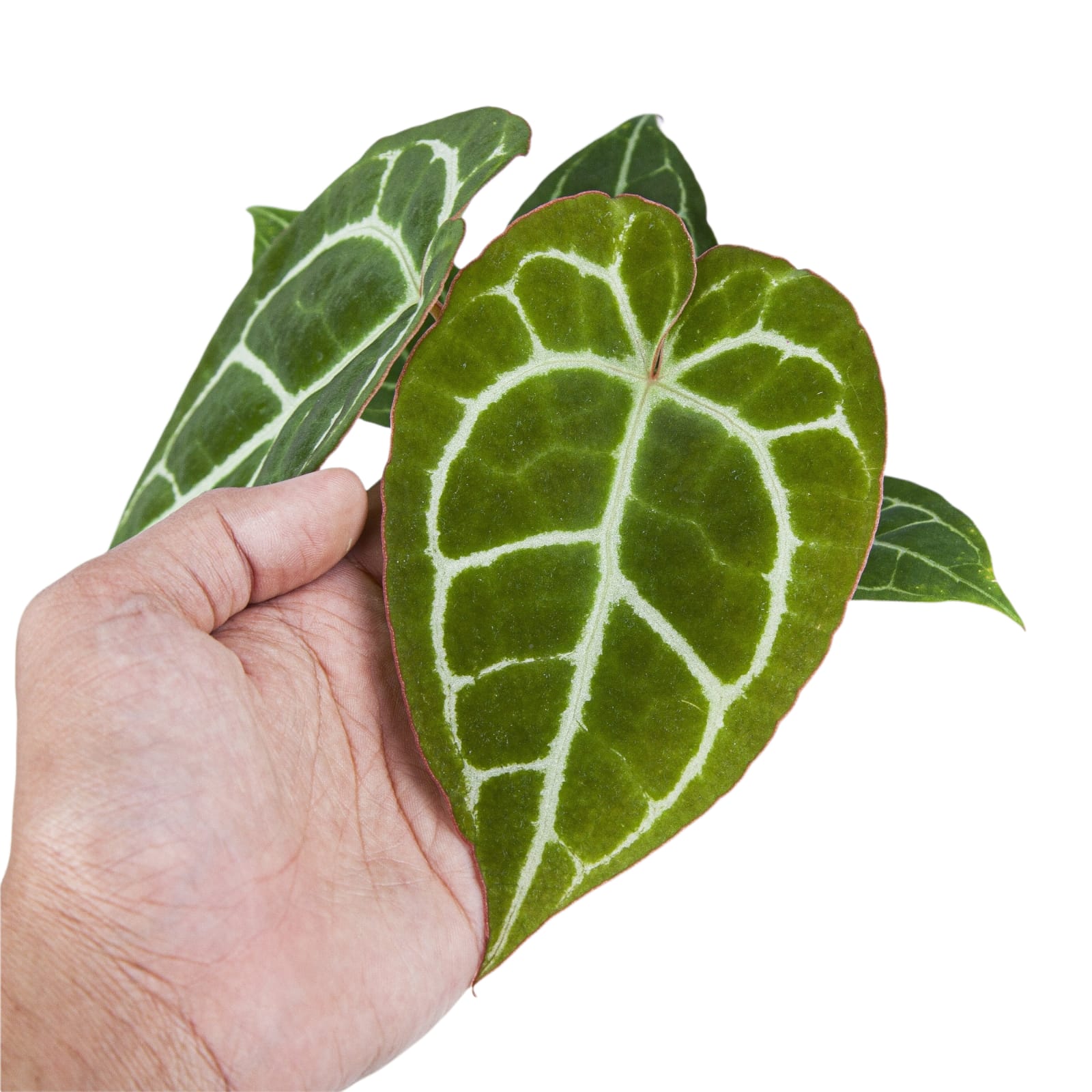 Anthurium Chrystalinum Red Stem