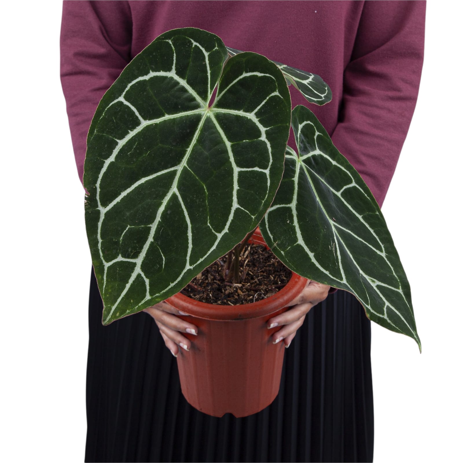 最も優遇 Stem Red Crystallinum Anthurium Big Market Aroid – Size その他観葉植物