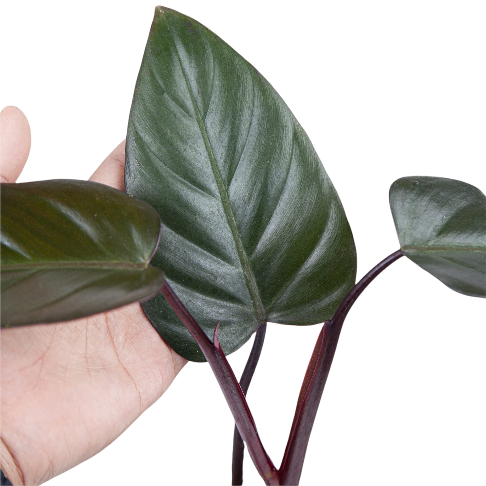 Aroid Market Philodendron Dark Lord - Thumbnail 3