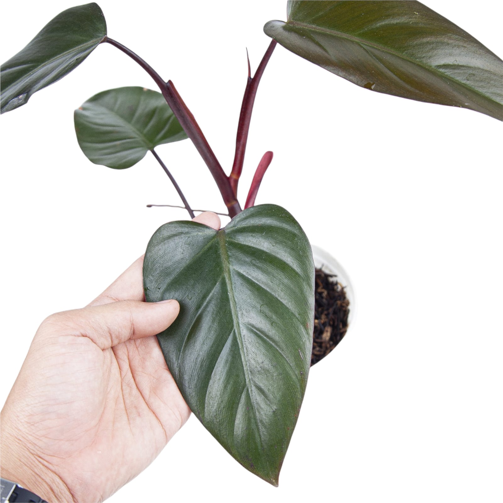 Philodendron Dark Lord