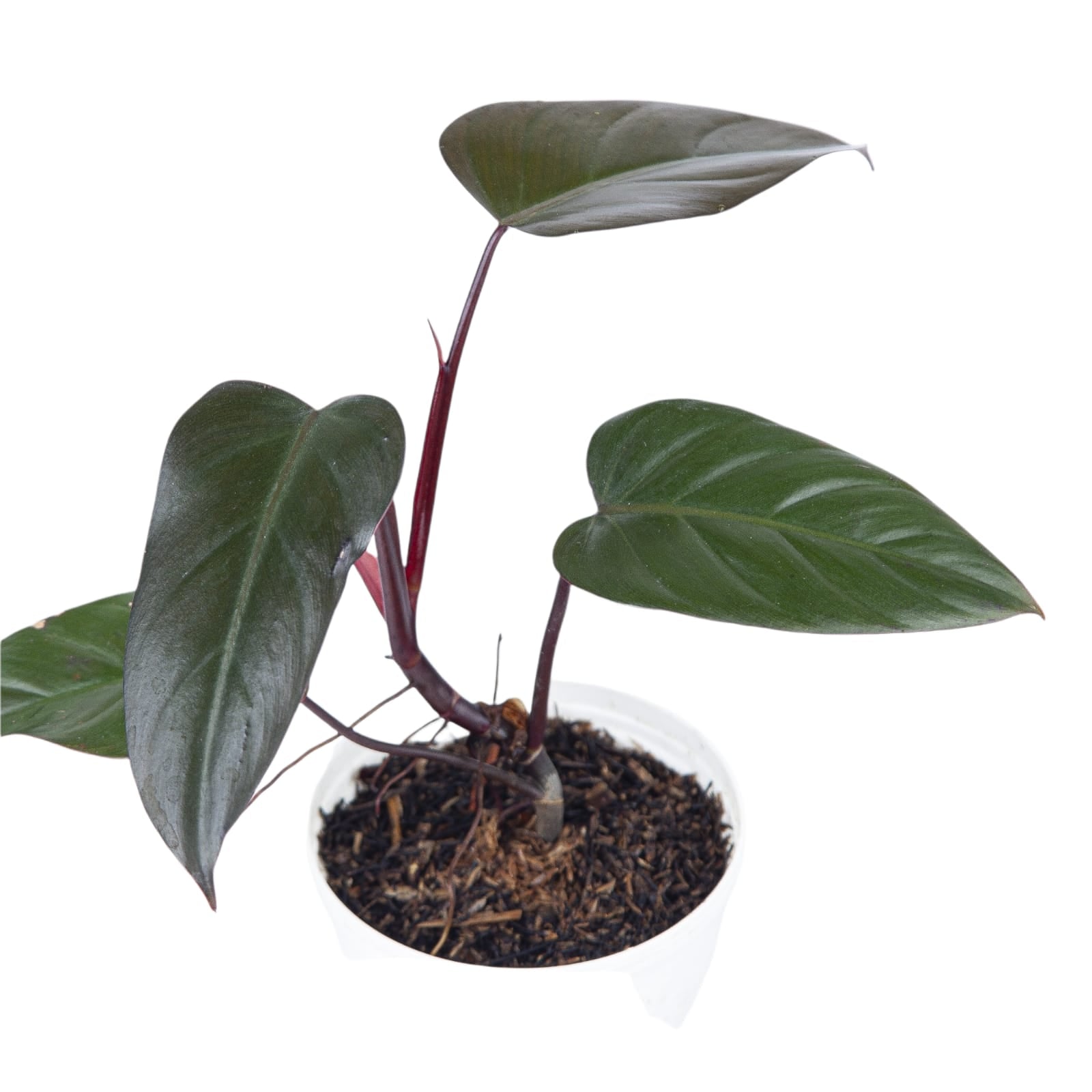 Aroid Market Philodendron Dark Lord - Thumbnail 2