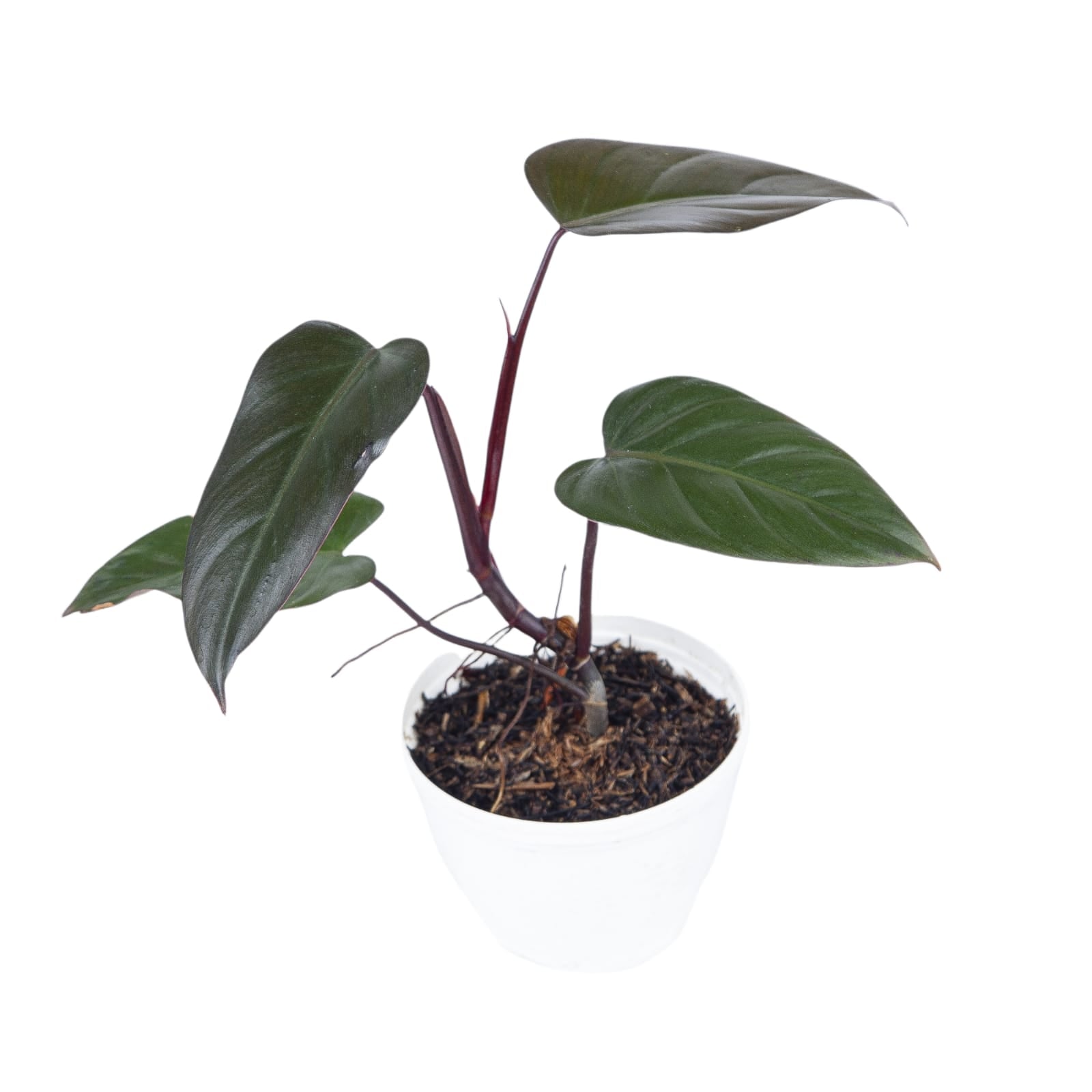 Aroid Market Philodendron Dark Lord - Thumbnail 4