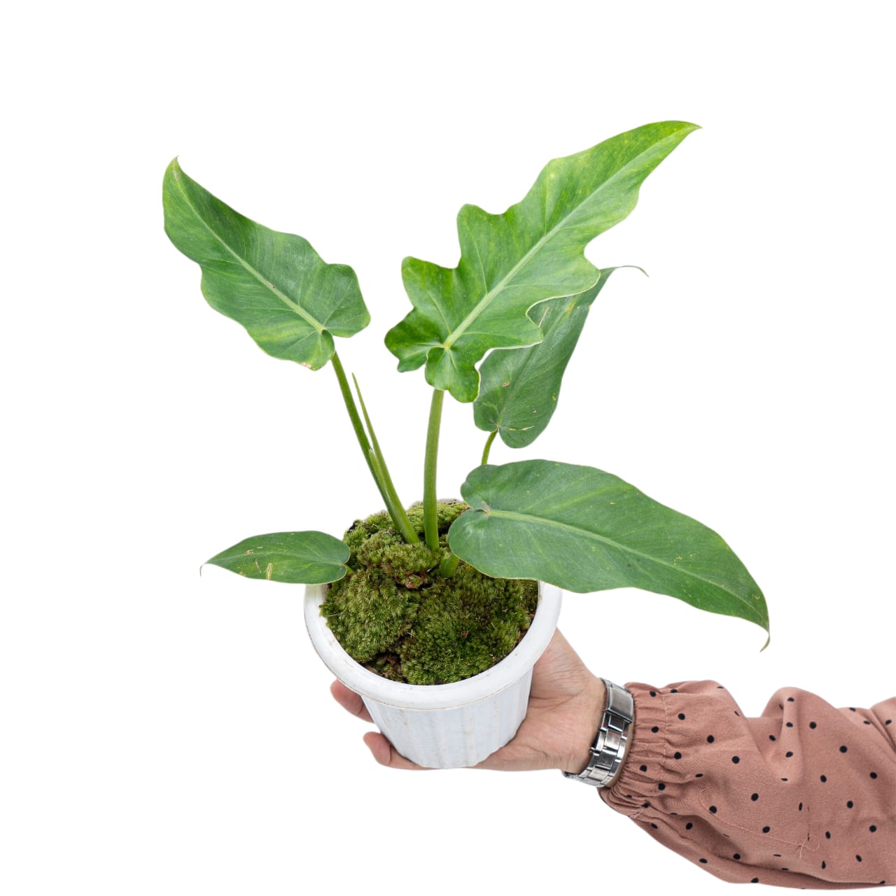 Philodendron Bob Cee