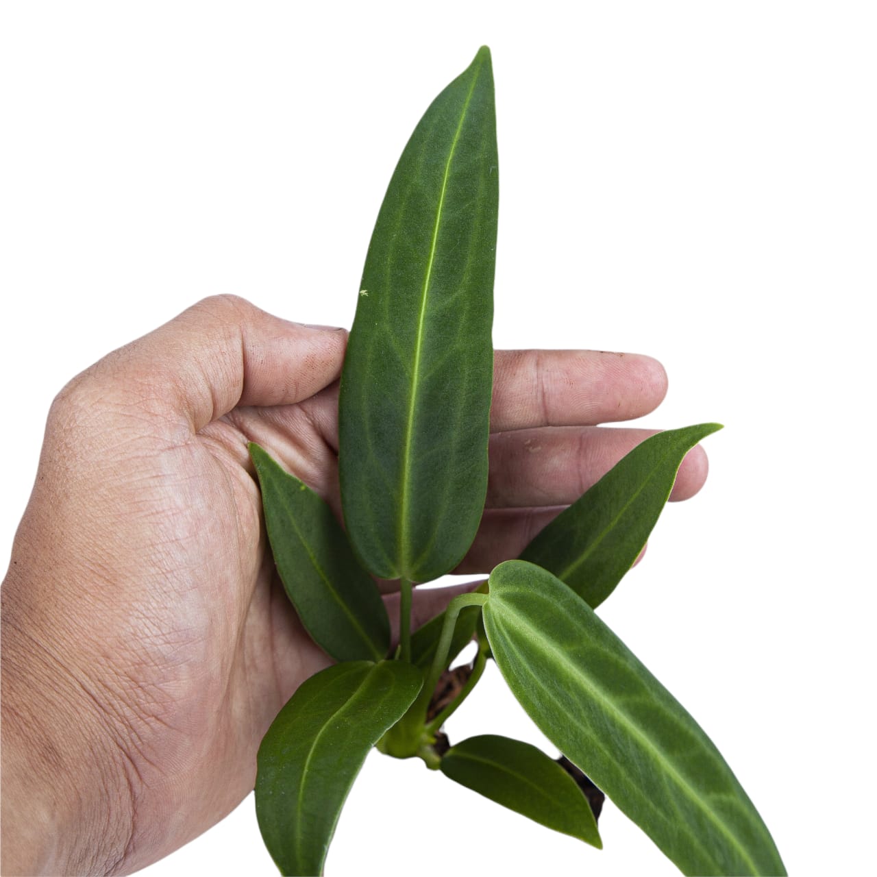 Anthurium Warocqueanum