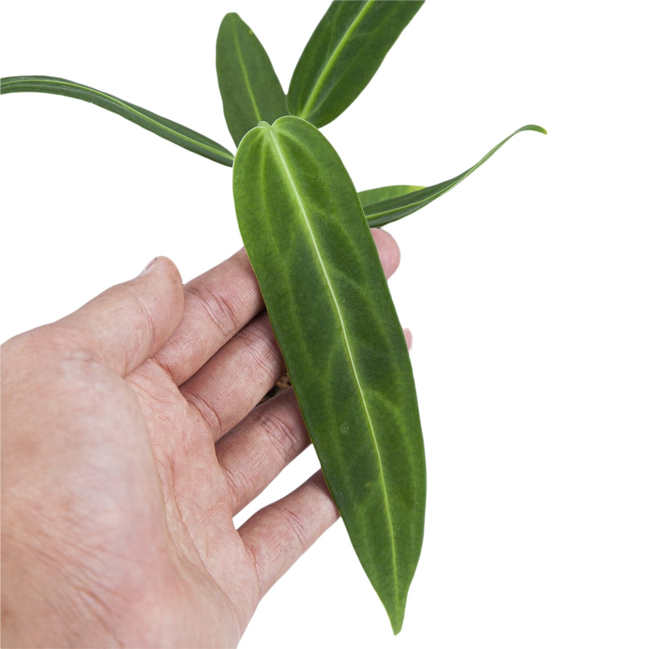 Anthurium Warocqueanum