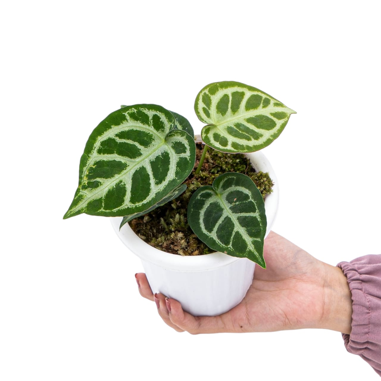 Anthurium Crystallinum
