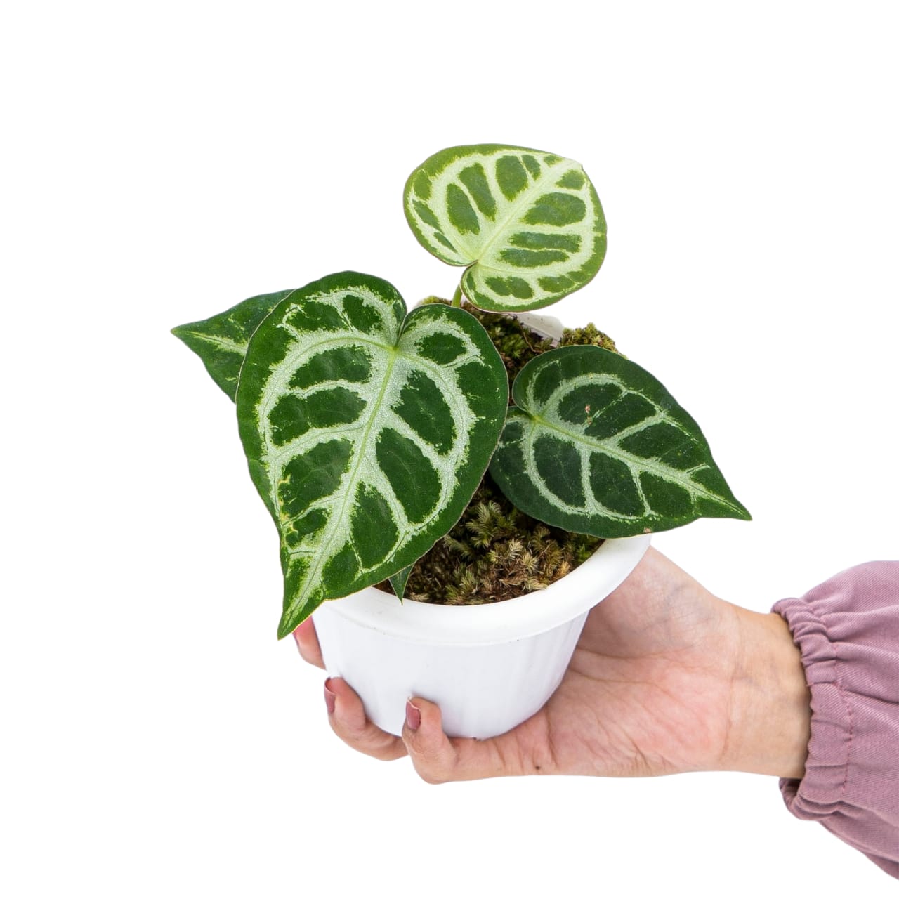 Anthurium Crystallinum