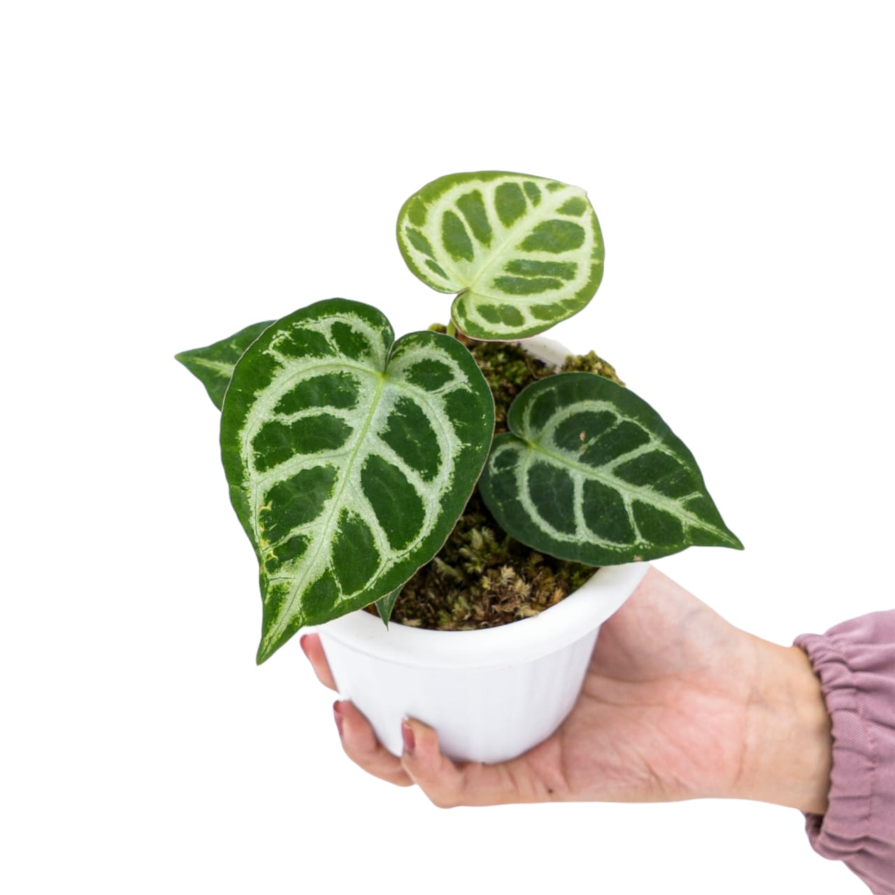 Anthurium Crystallinum
