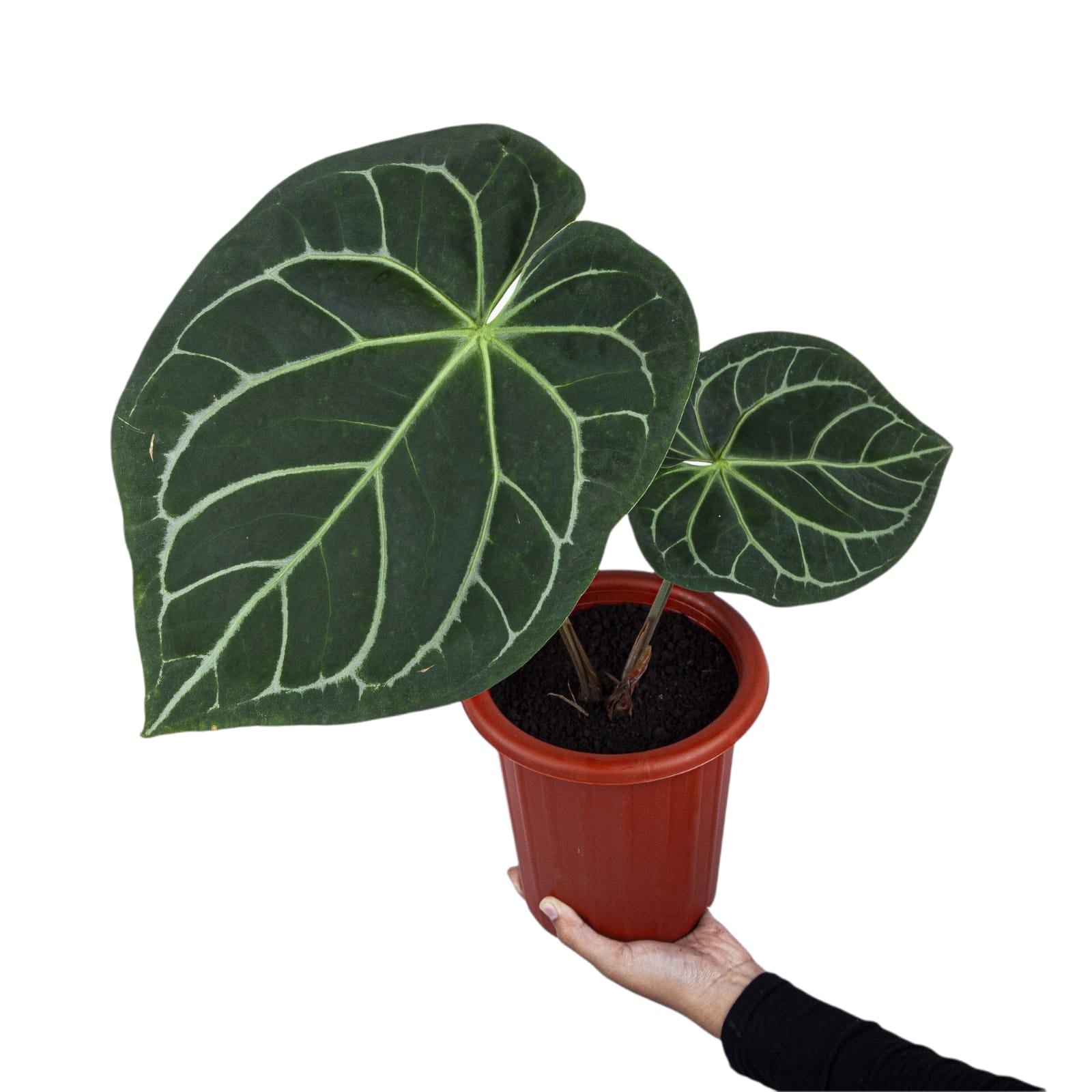 Anthurium Magnificum