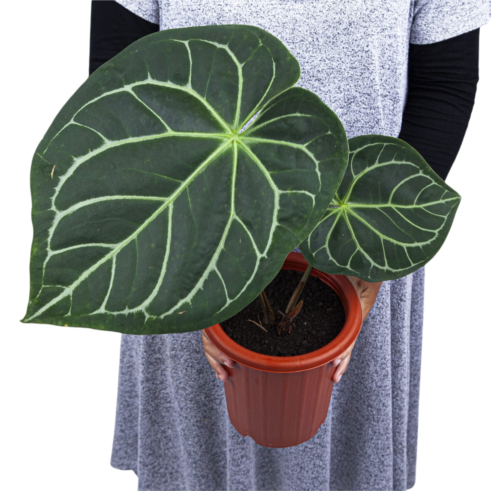 Anthurium Magnificum