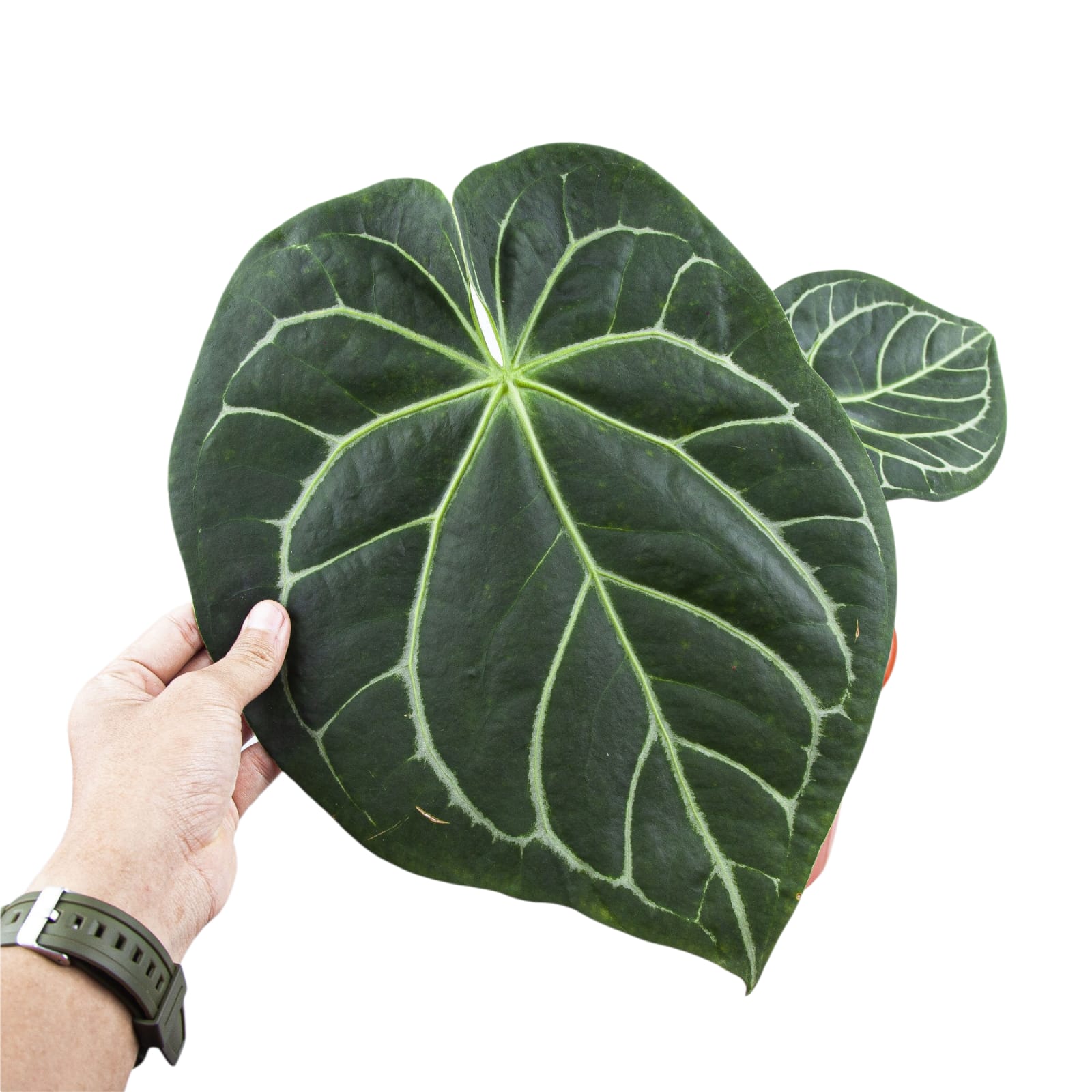 Anthurium Magnificum