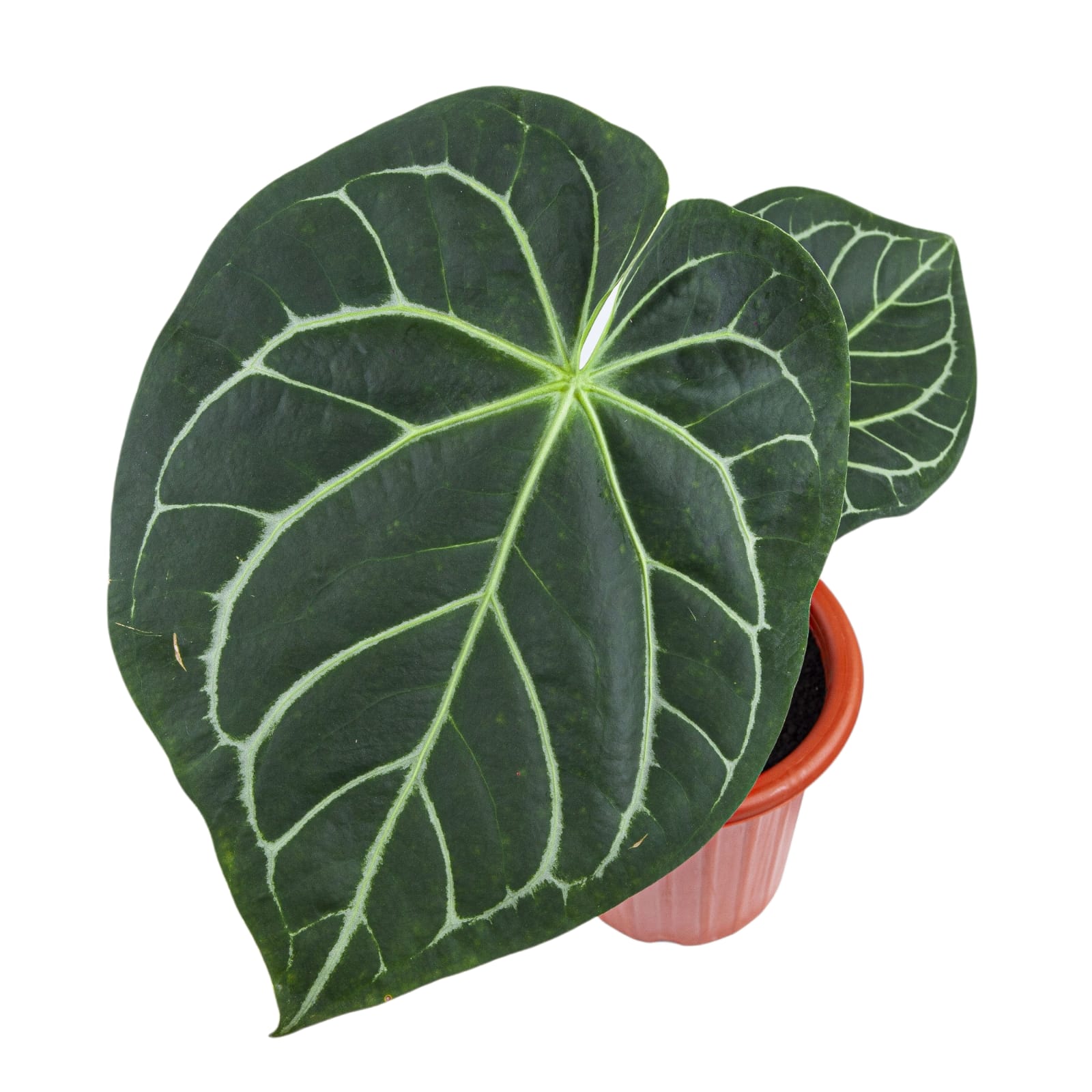 Anthurium Magnificum