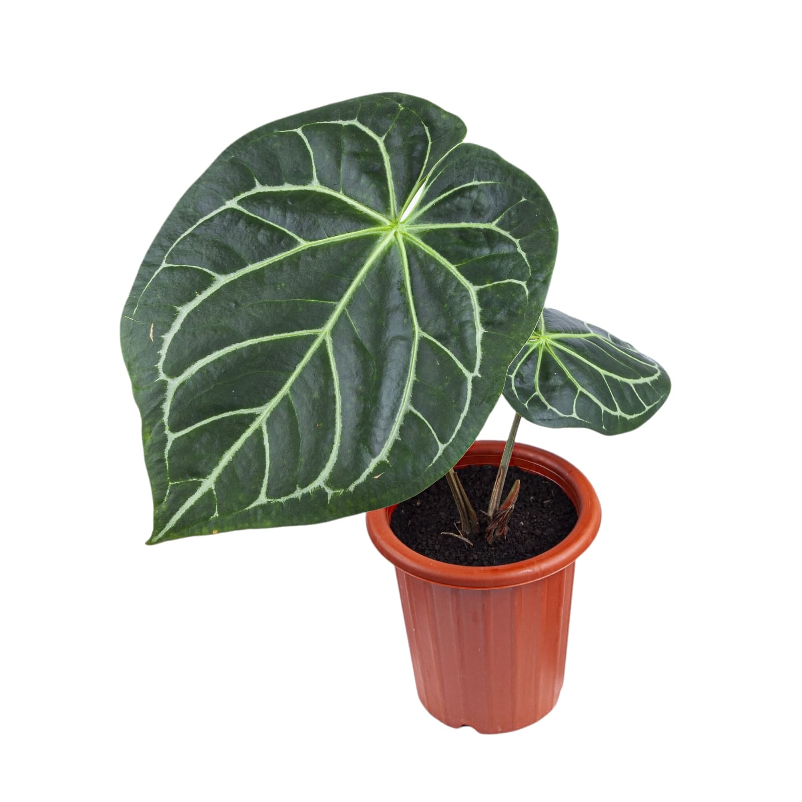 Anthurium Magnificum