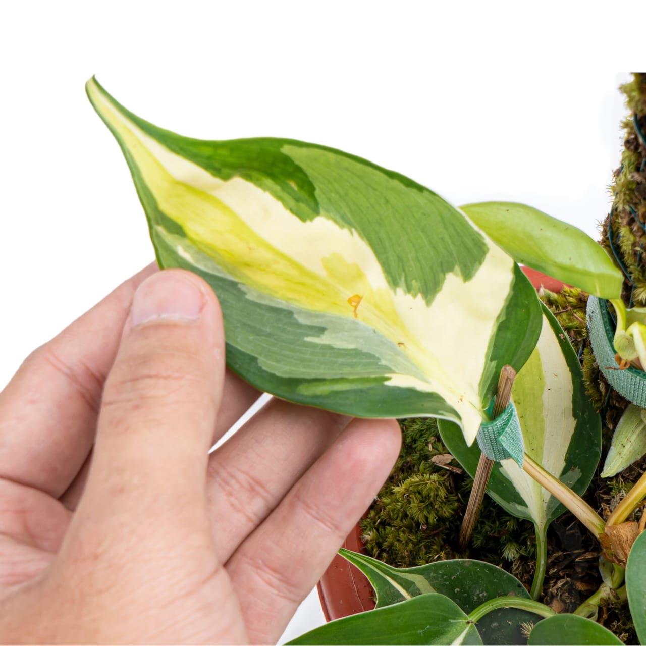 Philodendron Hederaceum 'Gabby'
