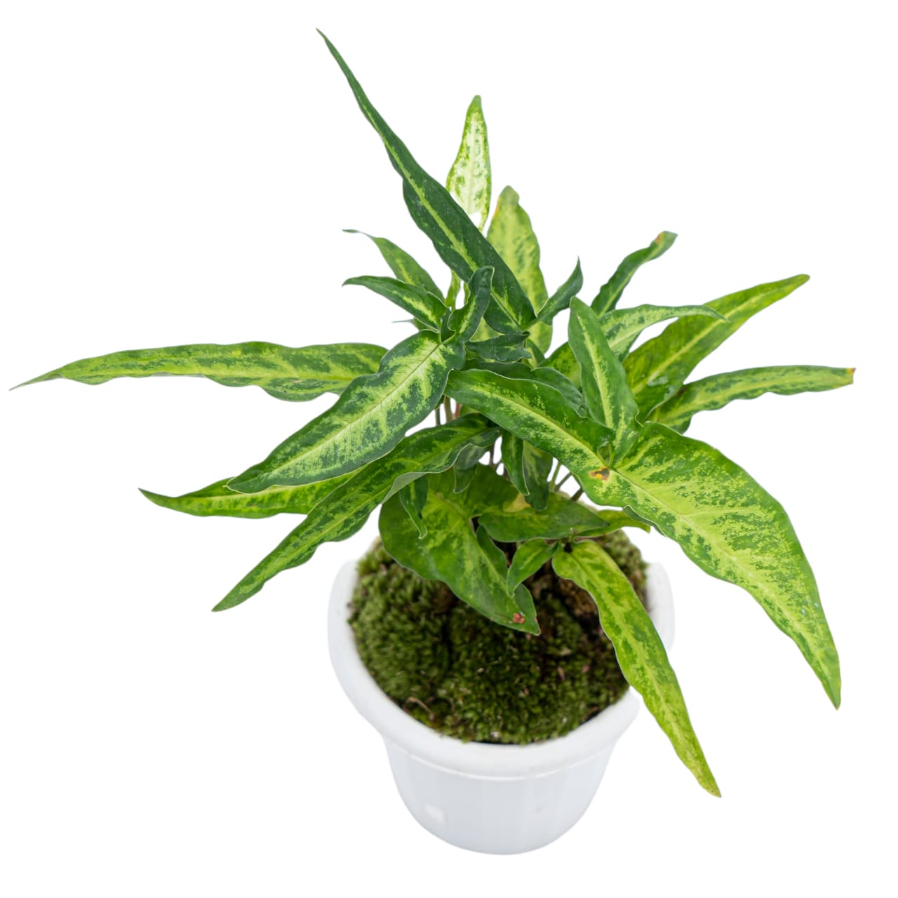 Syngonium Phodopyllum Ribbon