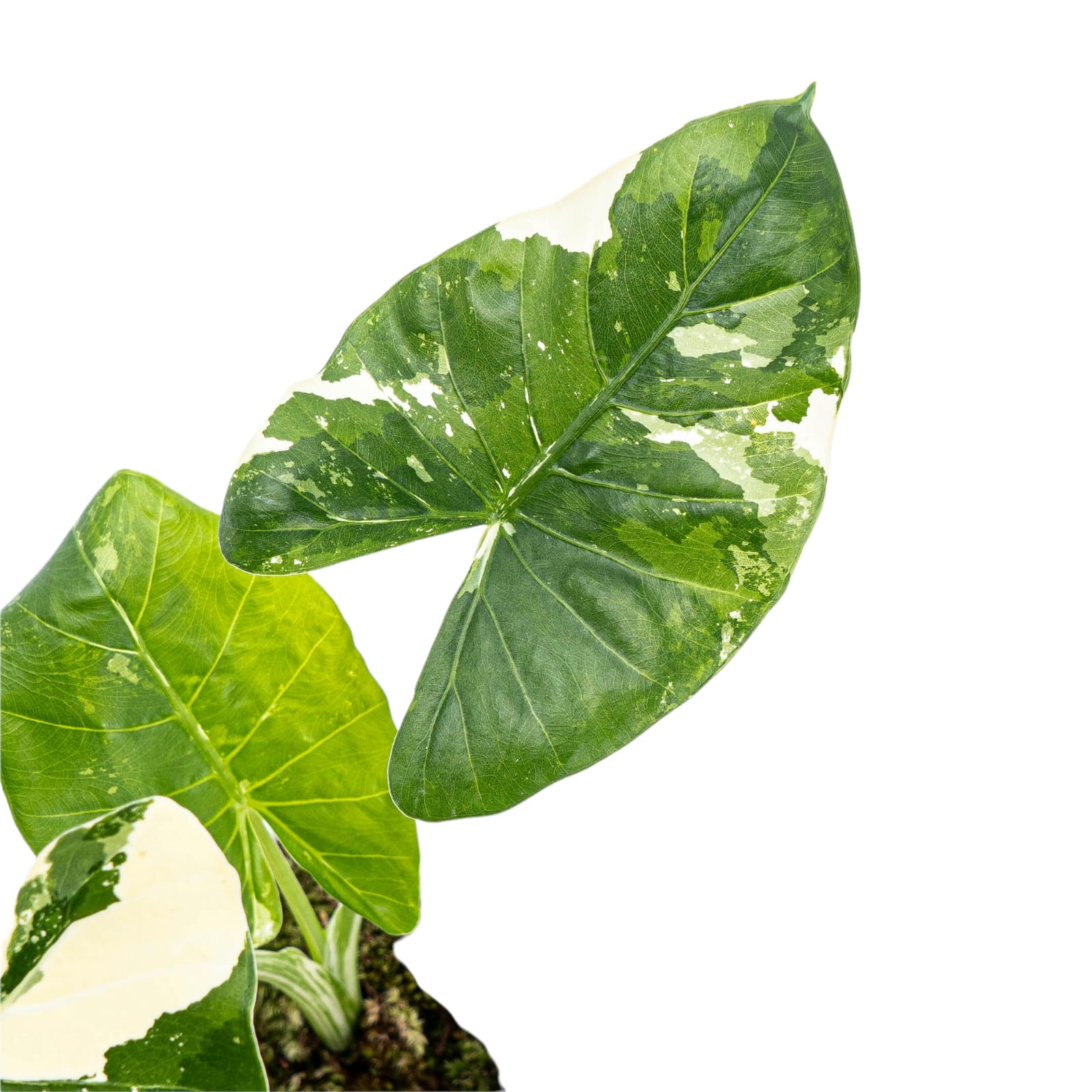 Alocasia Macrorrhiza Variegated