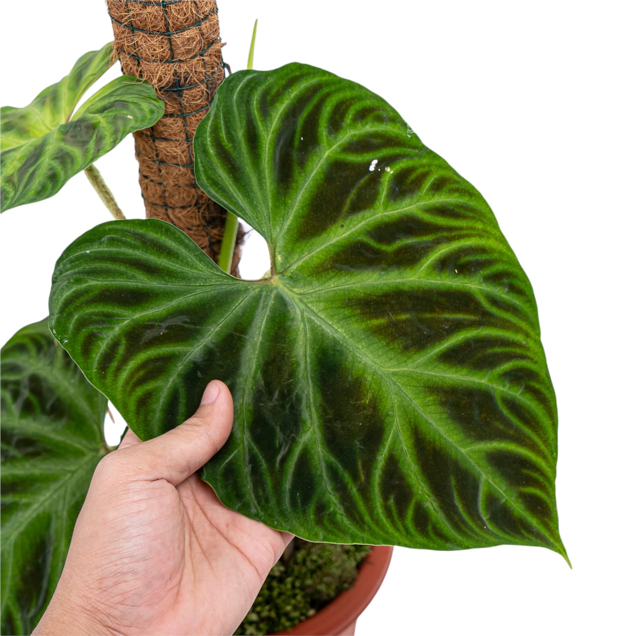 Philodendron Verrucosum