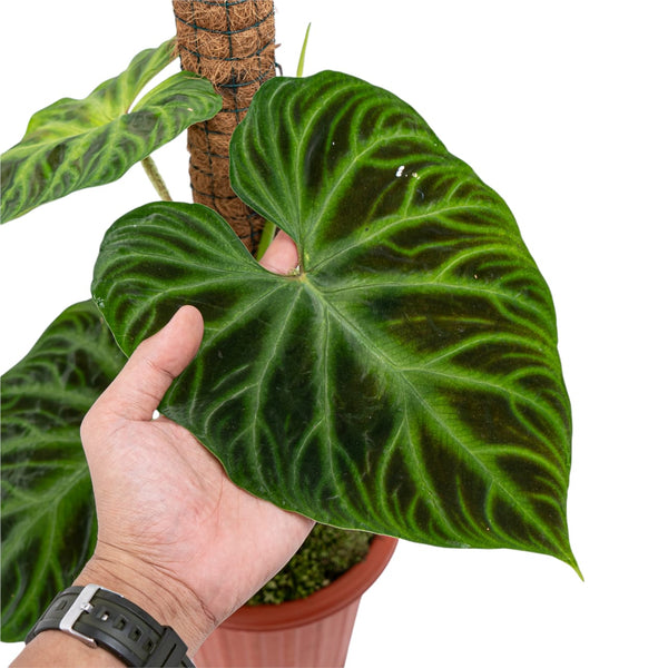 Philodendron Verrucosum