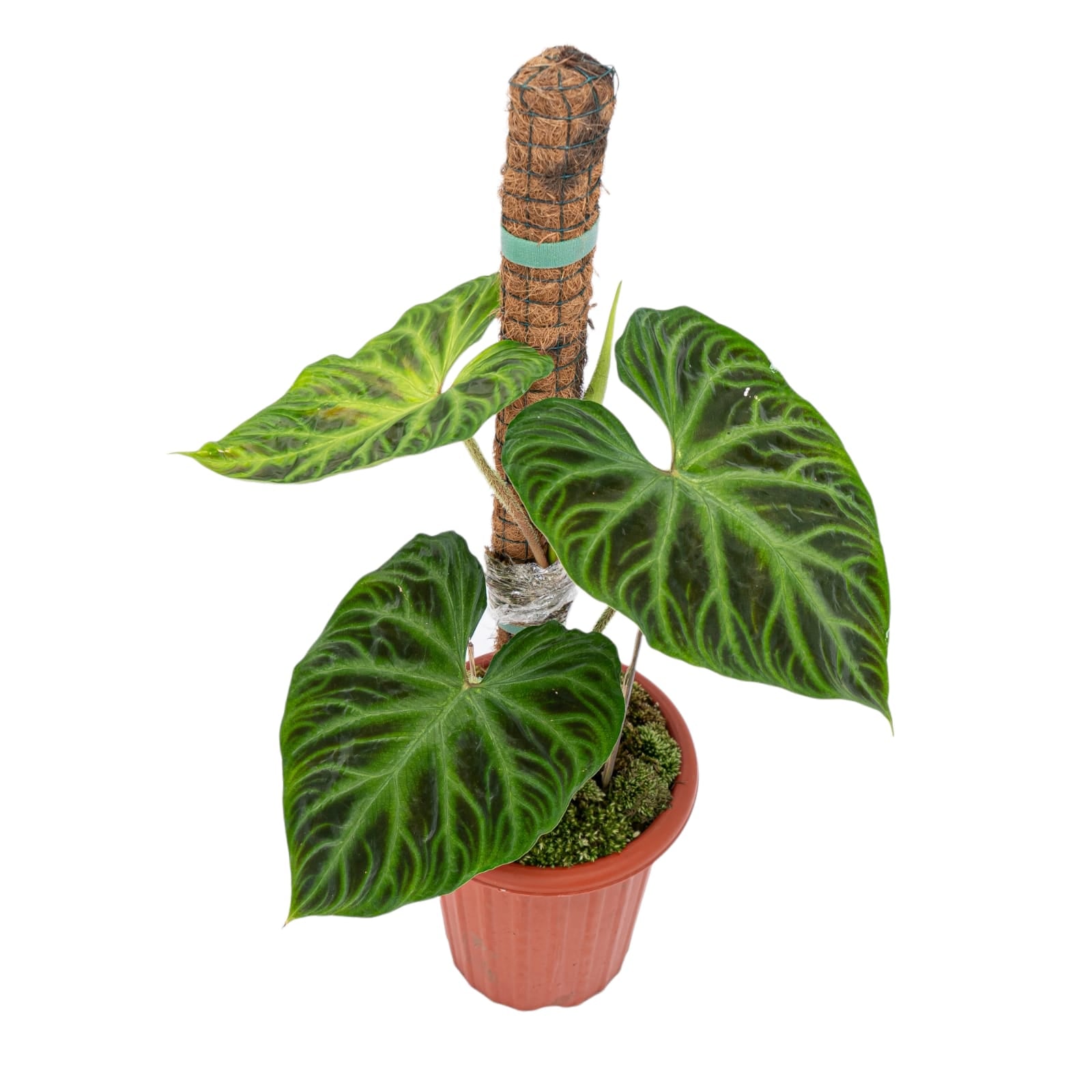 Philodendron Verrucosum