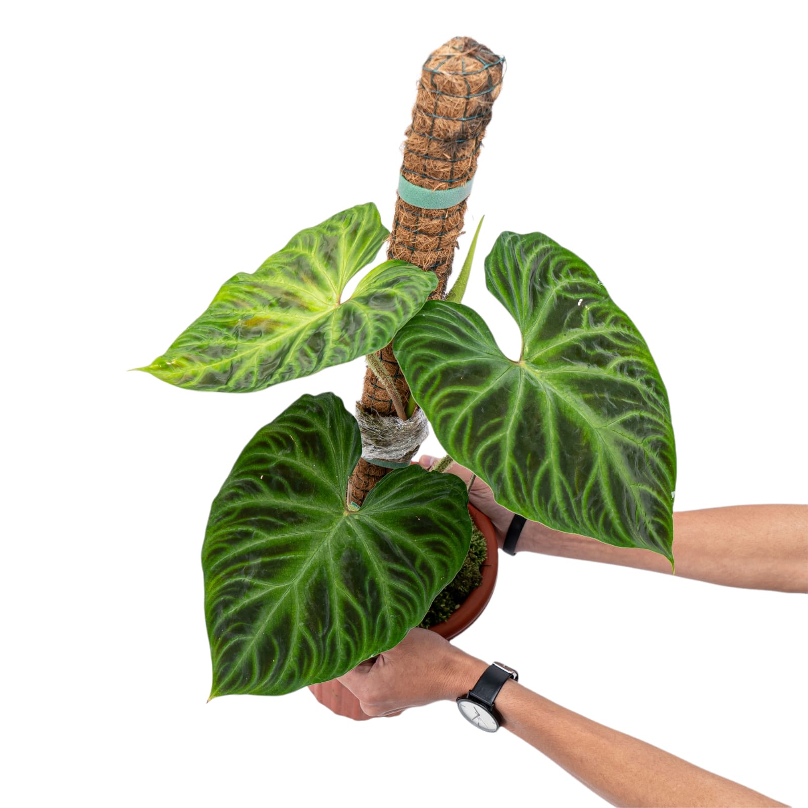 Philodendron Verrucosum
