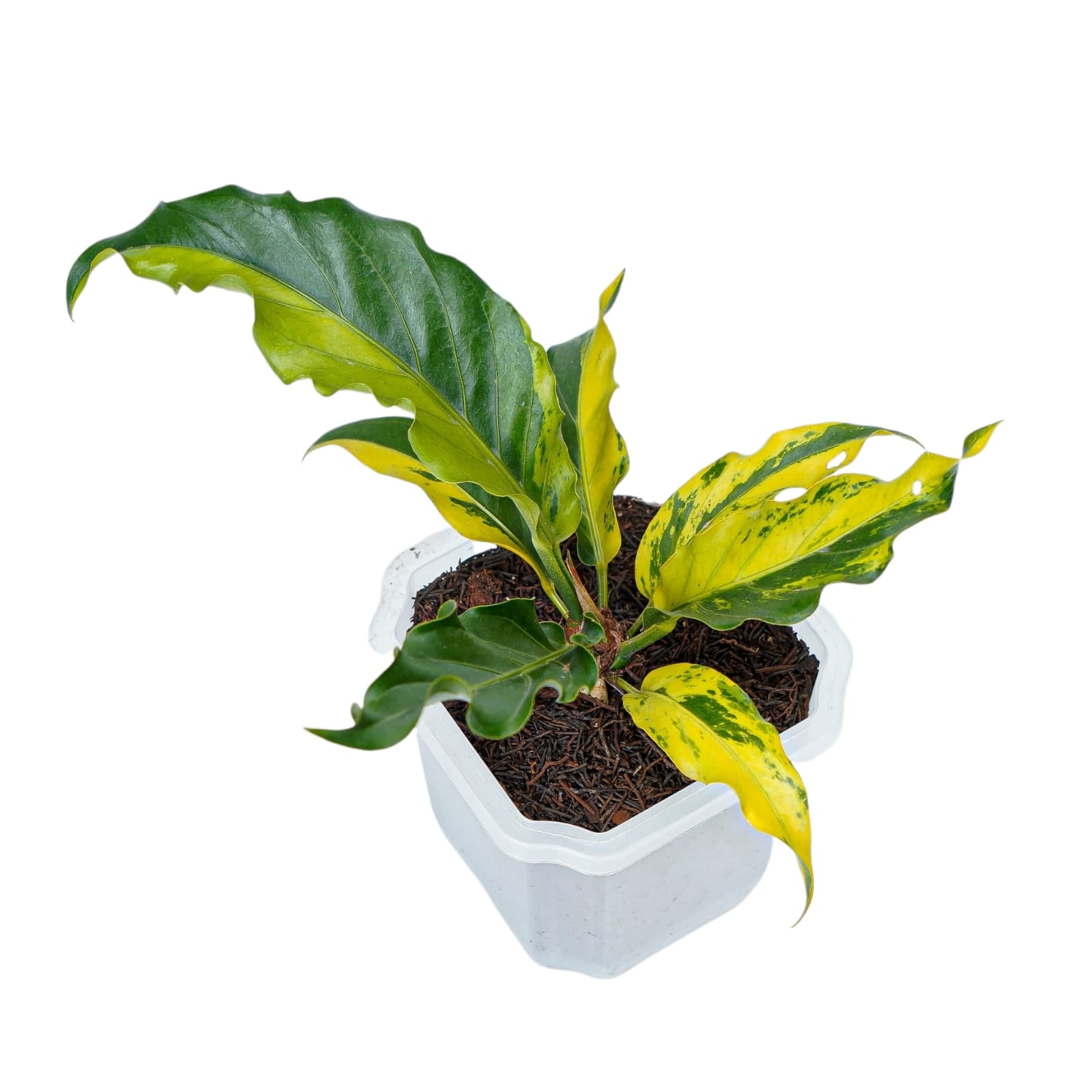 Anthurium Plowmanii Variegated Ruffles