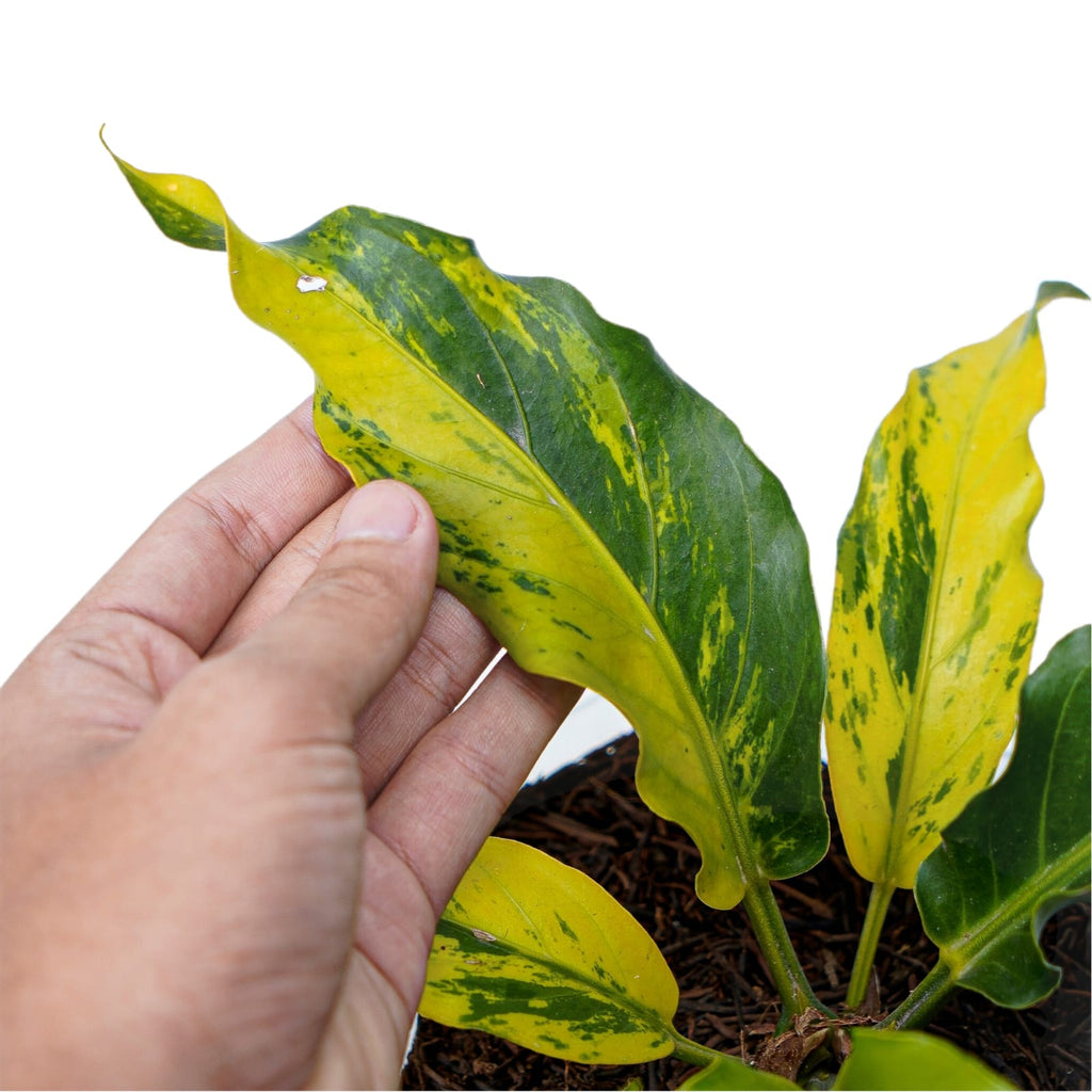 Anthurium Plowmanii Variegated Ruffles – Aroid Market