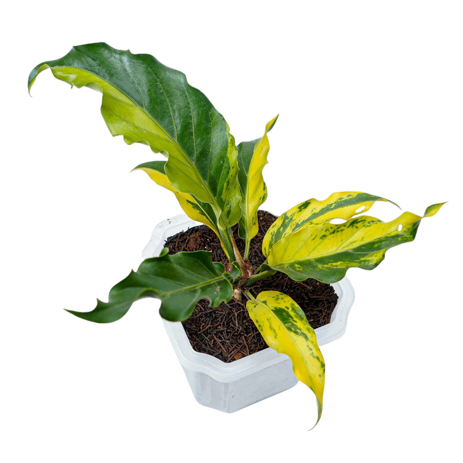 Anthurium Plowmanii Variegated Ruffles
