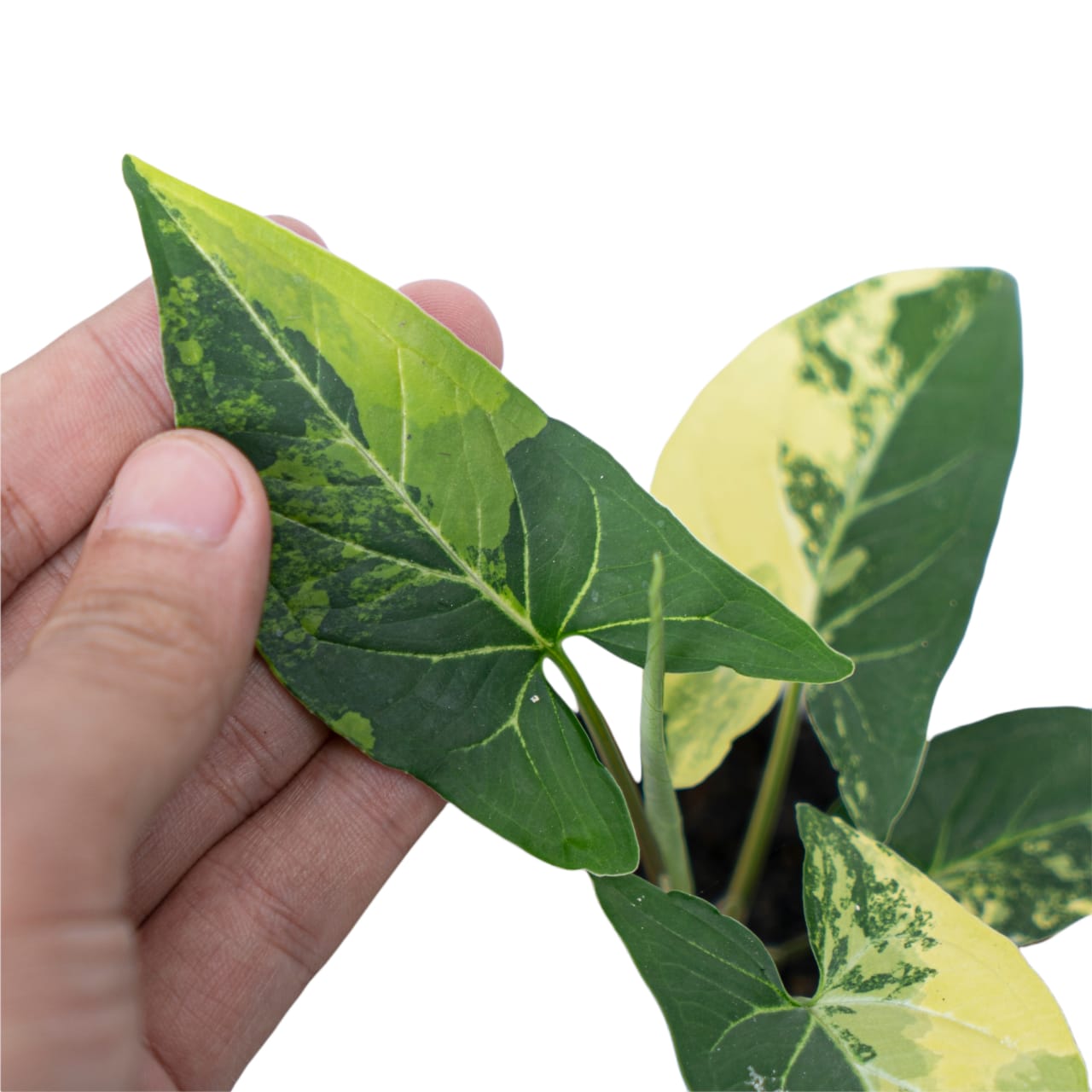Syngonium Aurea Variegated