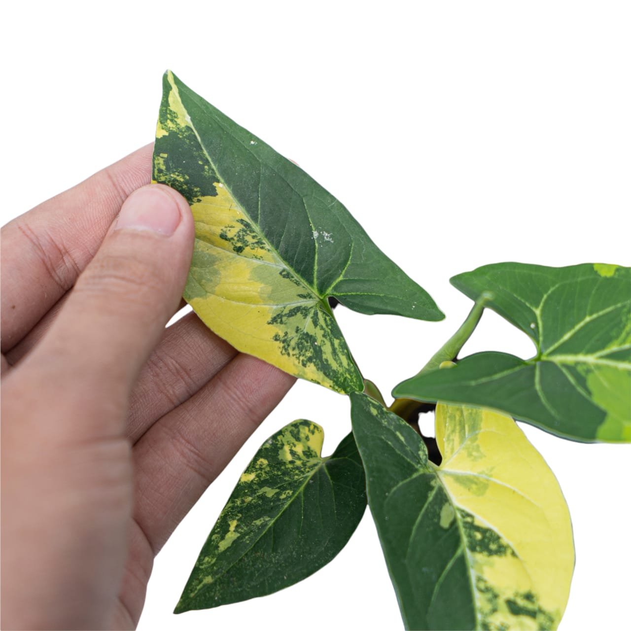 Syngonium Aurea Variegated