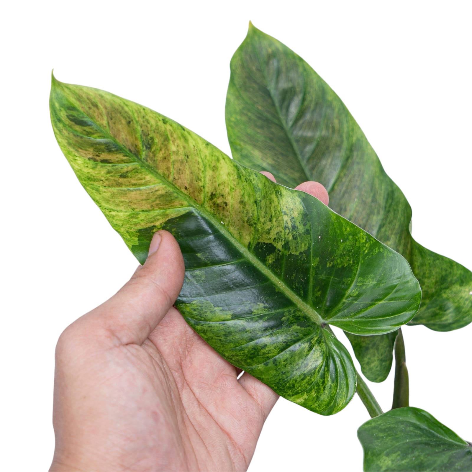 Extremely Rare Philodendron Subhastatum Mint Variegated House Plant Aroid factory Tropical Indoor Outdoor DHL Express Free Phytosanitary Certificate