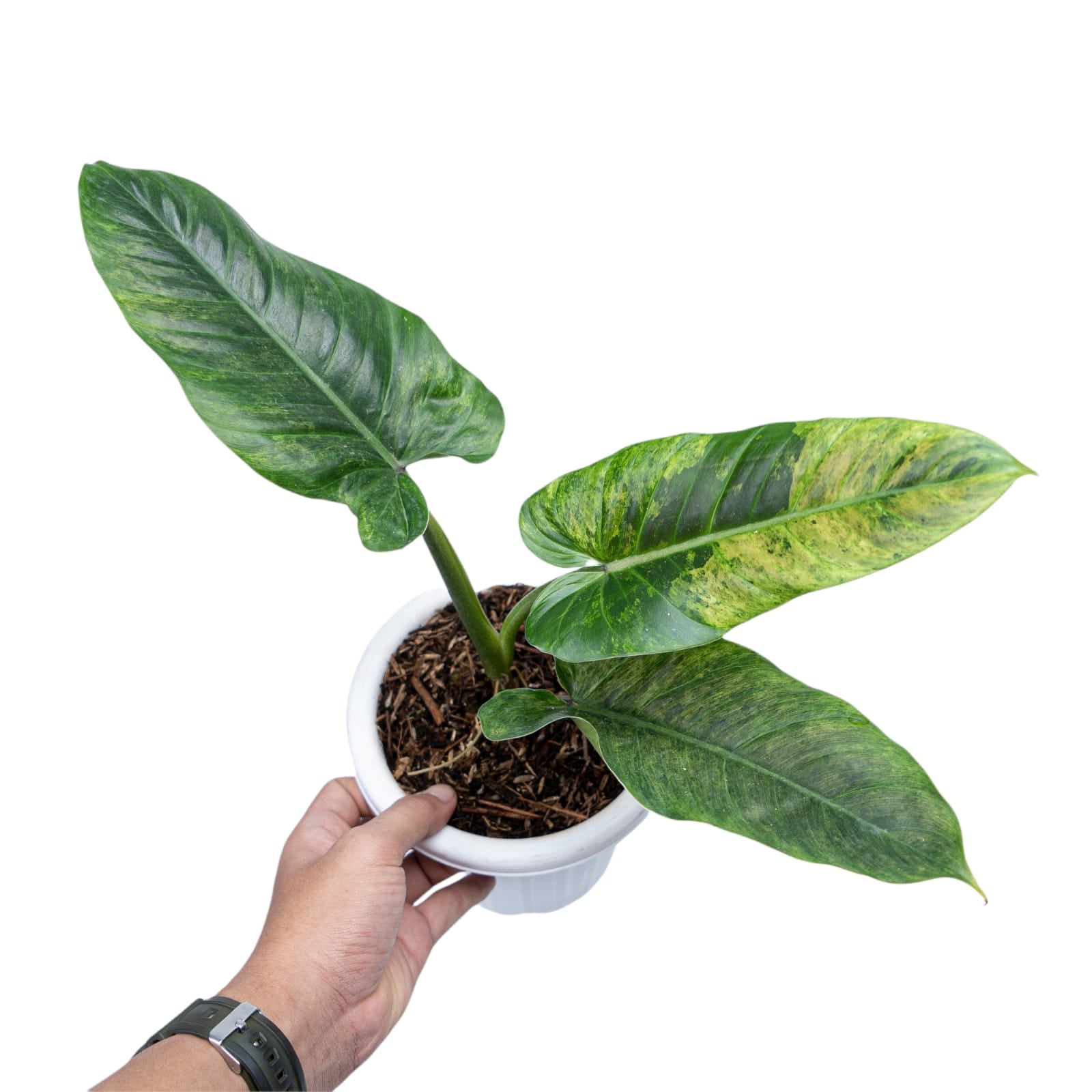 Philodendron Subhastatum Variegated