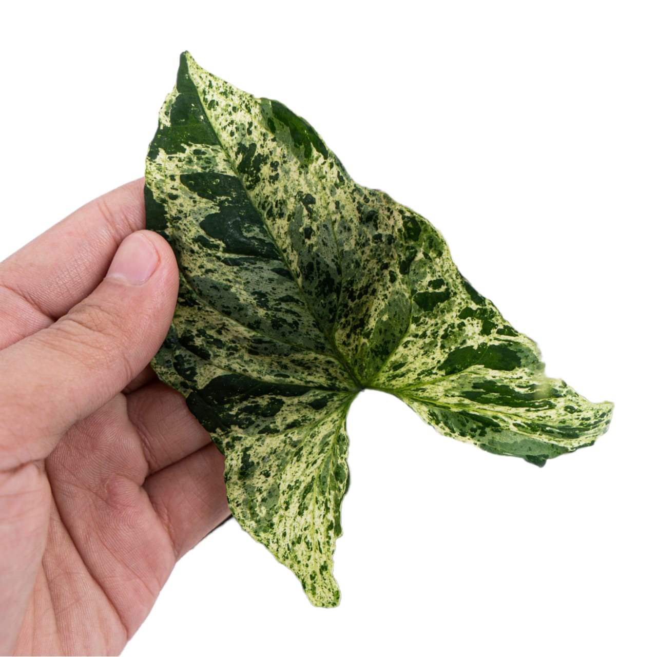Syngonium Mottled - Mojito