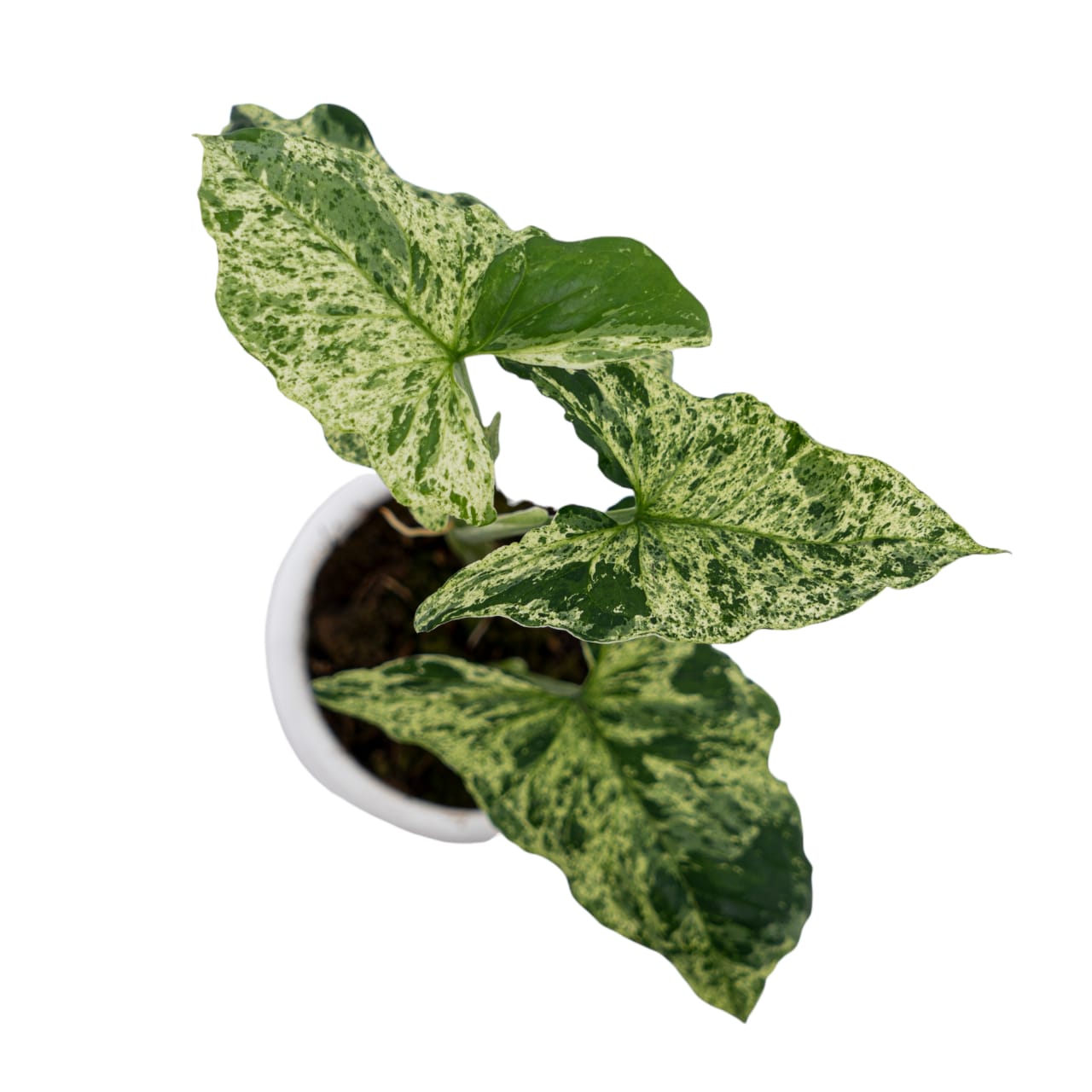 Syngonium Mottled - Mojito