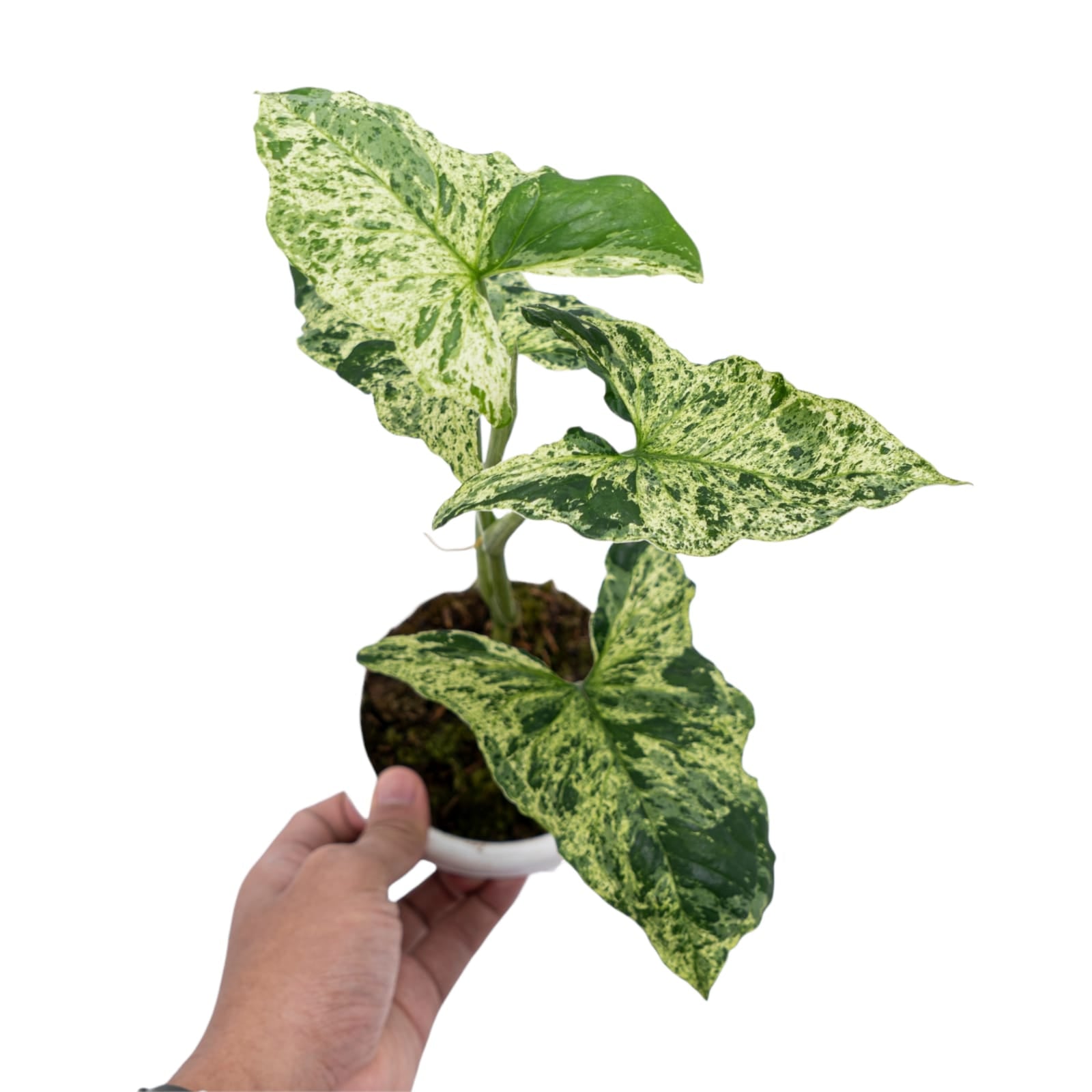 Syngonium Mottled - Mojito