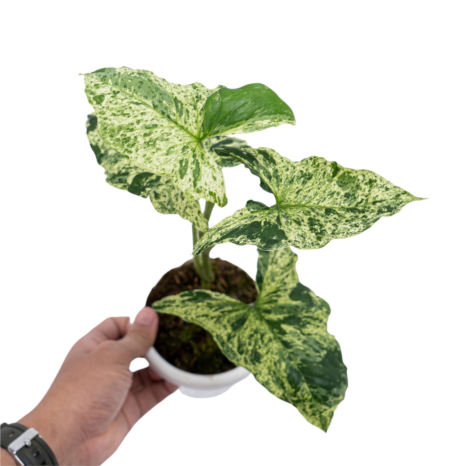 Syngonium Mottled - Mojito