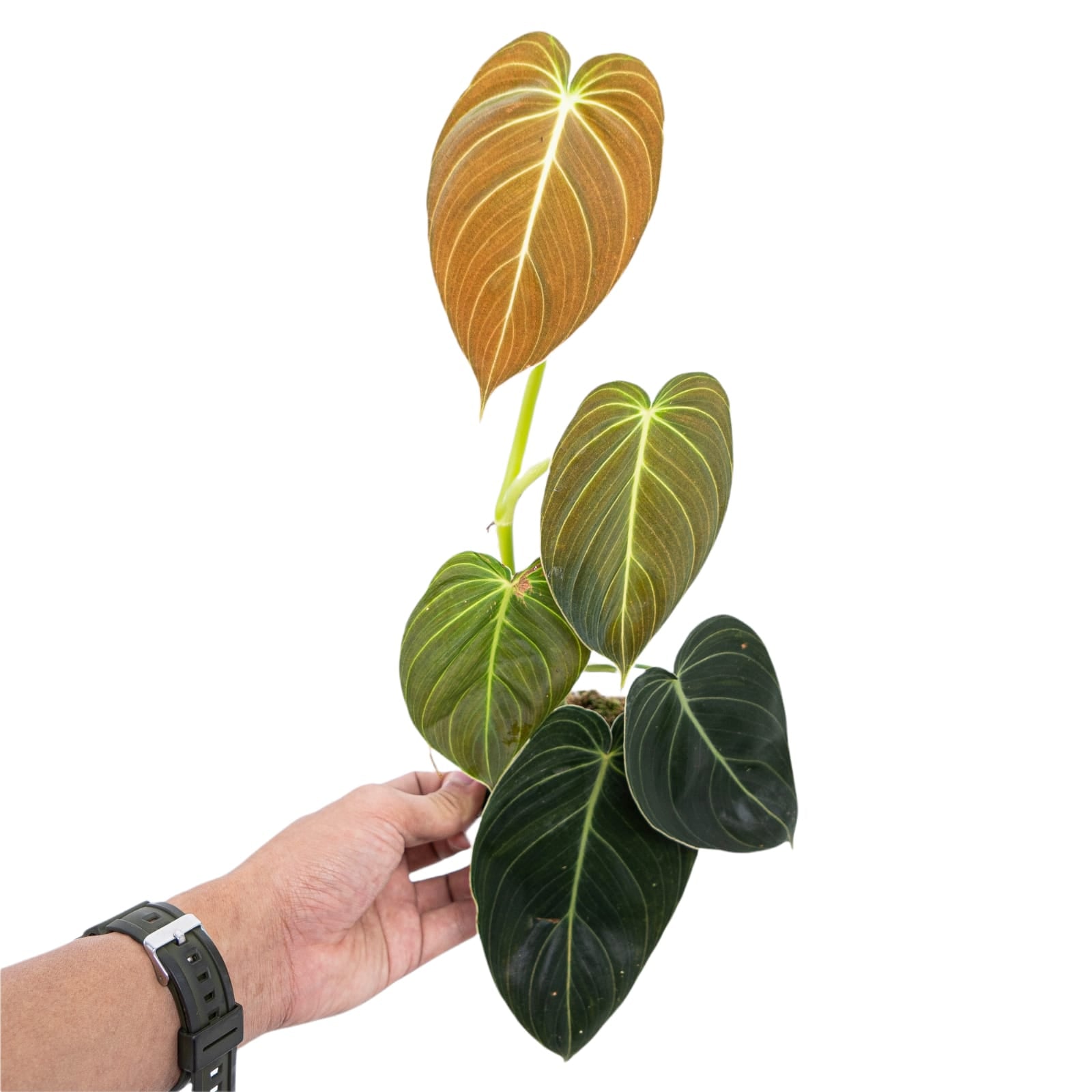 Philodendron Melanochrysum
