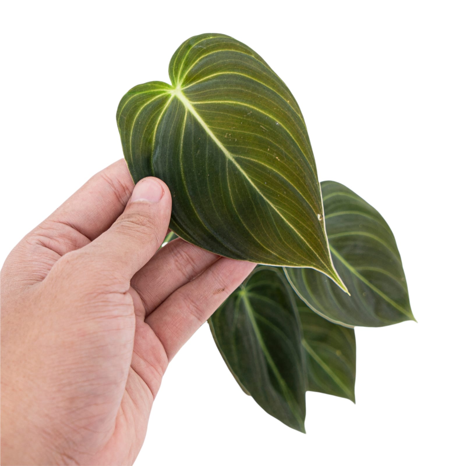 Philodendron Melanochrysum