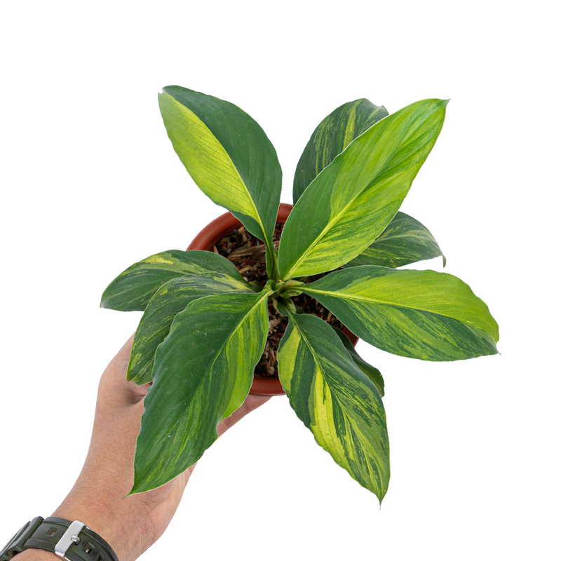 Spathiphyllum Aurea Variegated